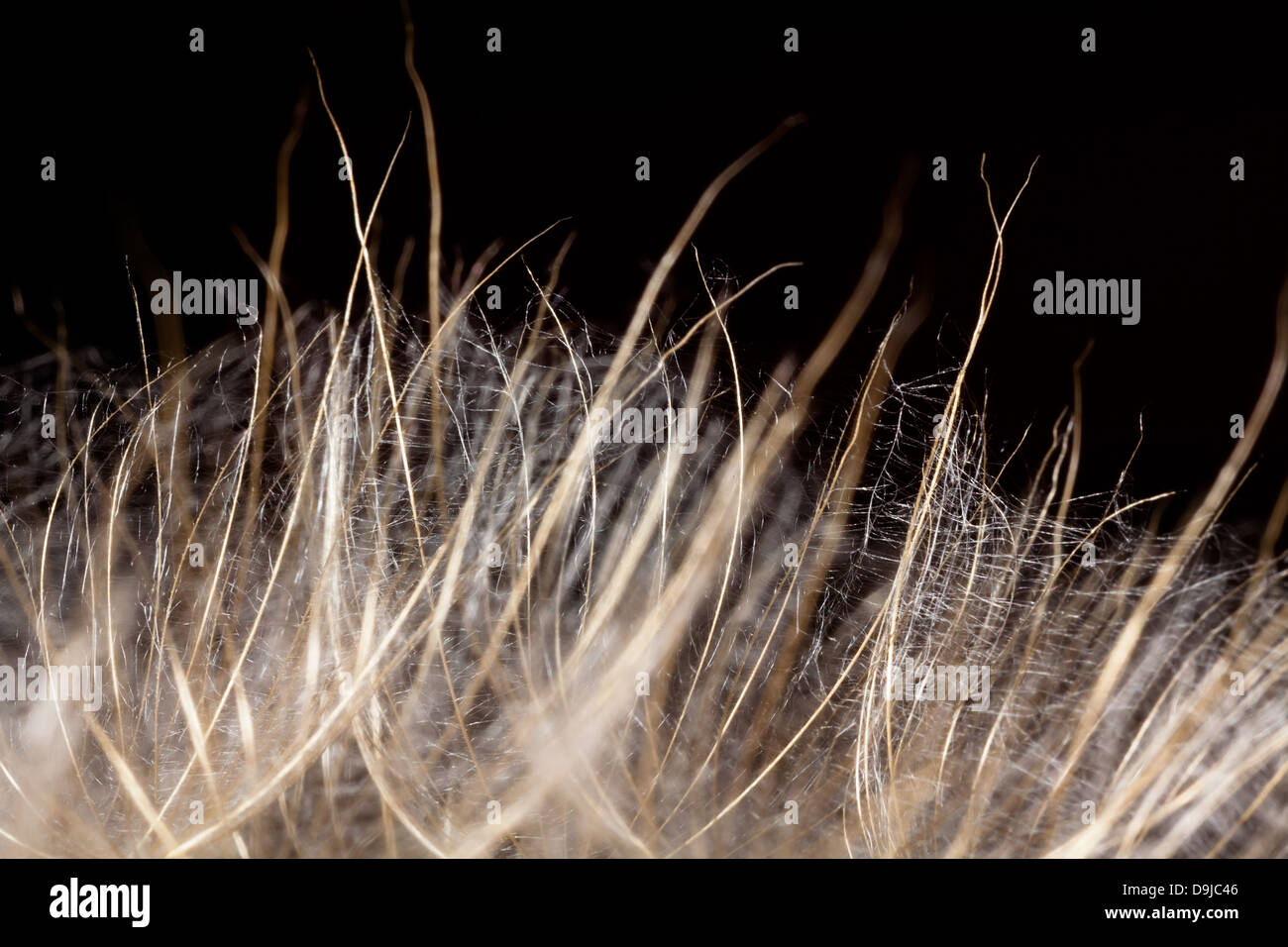 Las semillas de diente de león macro closeup fluffy Foto de stock