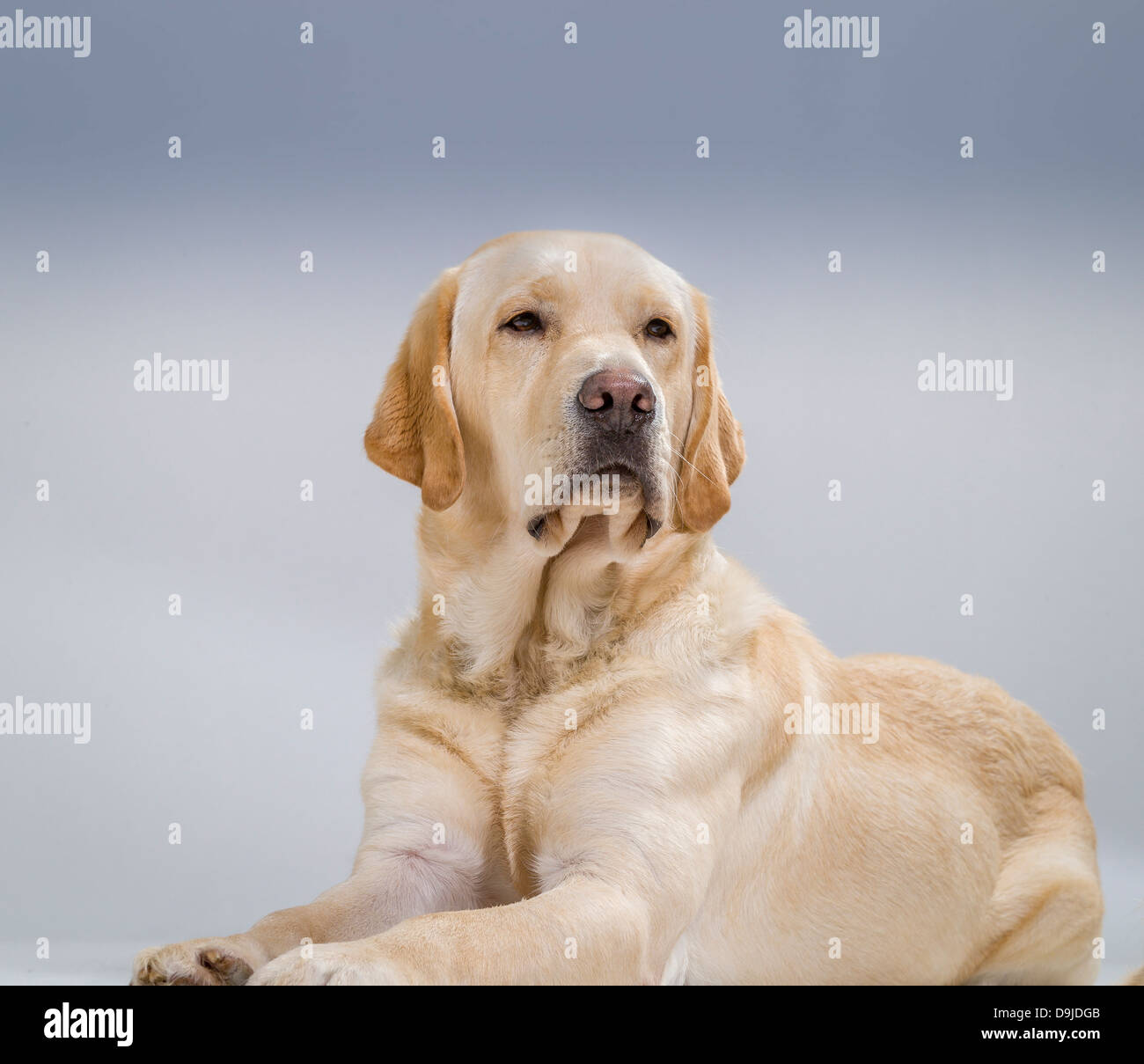 Retrato de Labrador Retriever amarillos. Perro guía jóvenes en formación. Foto de stock