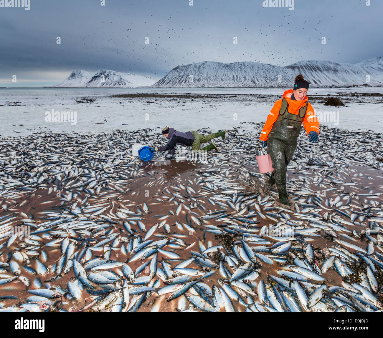 Arenque muerto. Limpiar las toneladas de arenques que murió n del fiordo. Kolgrafarfjordur, península de Snaefellsnes, Islandia. Foto de stock