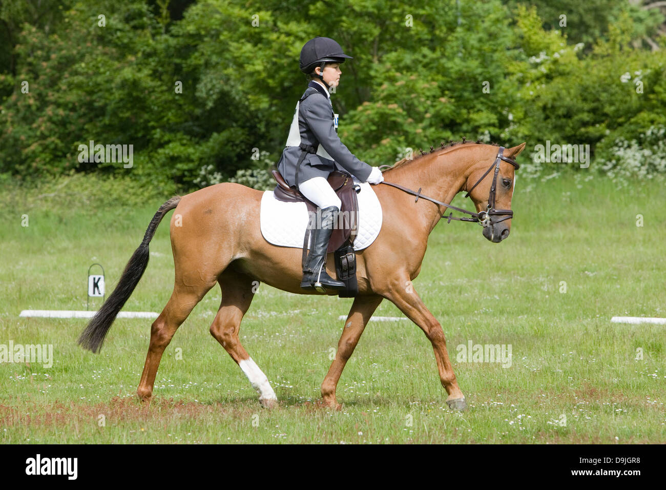 Un competidor que toman parte en un evento de un día. El evento se compone de doma, salto y Cross Country. Foto de stock