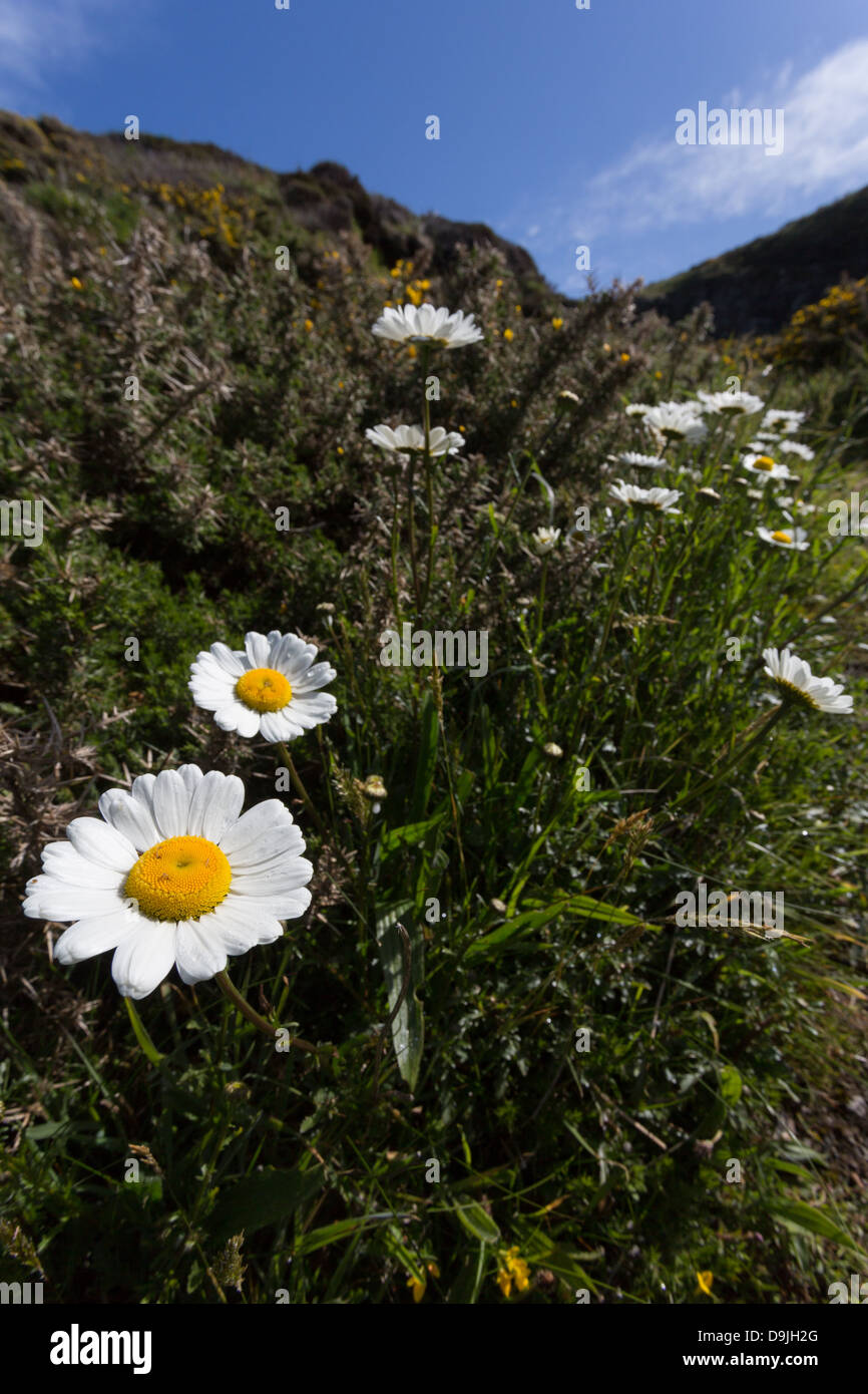 Margaritas en las rocas fotografías e imágenes de alta resolución - Alamy