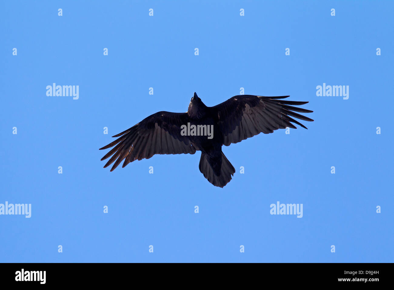 Raven / Norte de cuervo común (Corvus corax) pájaro en pleno vuelo Foto de stock