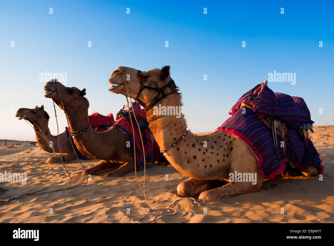 Grupo de camellos en las dunas de arena de Sam en el desierto de Thar, Jaisalmer, INDIA Foto de stock