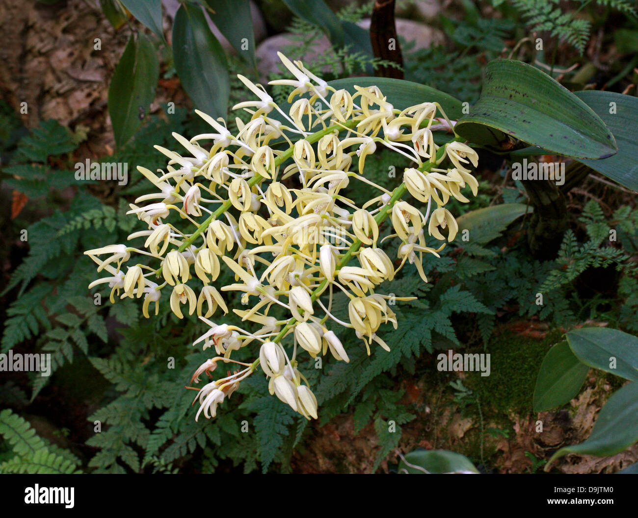 Pendientes de Orquídeas Dendrobium, rey, o Rock Lily, Dendrobium speciosum, Orchidaceae. Australia. Foto de stock
