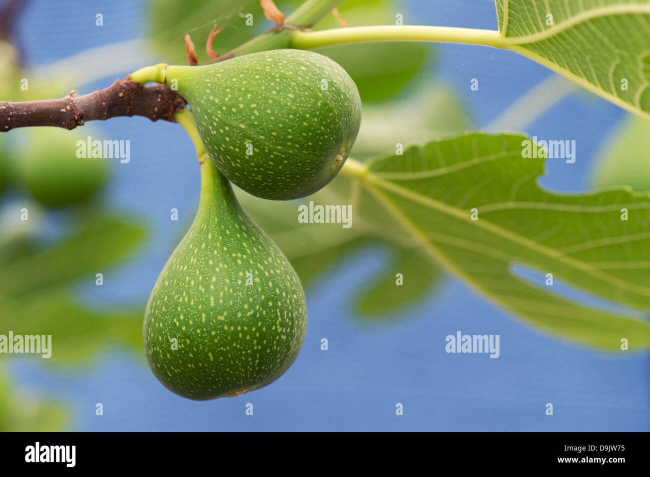 Ficus carica 'Excel'. El desarrollo de la fruta en un árbol de higo Foto de stock
