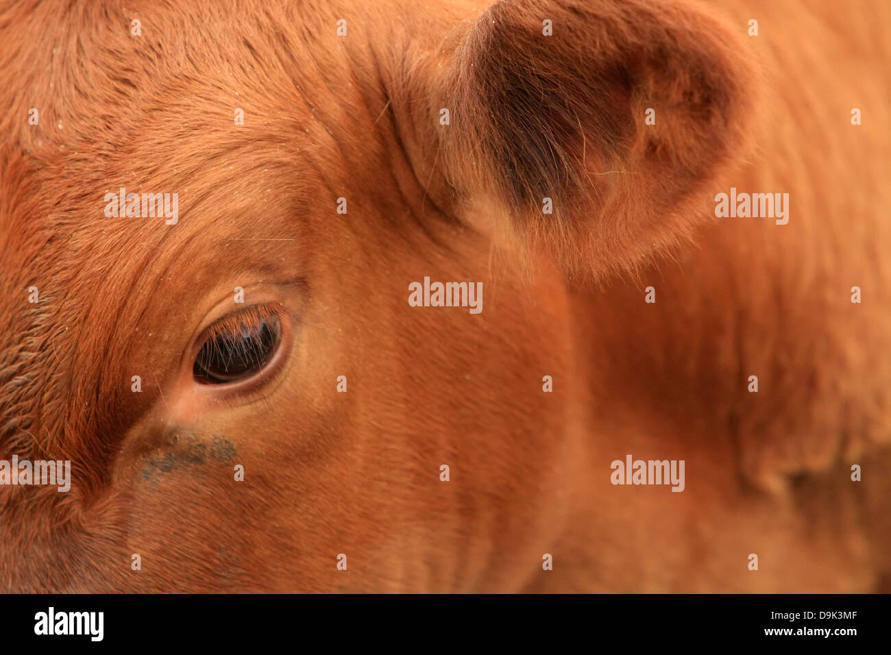 Angus angus ternero vaca animal toro finca ganadera país closeup rural ojo oreja Foto de stock