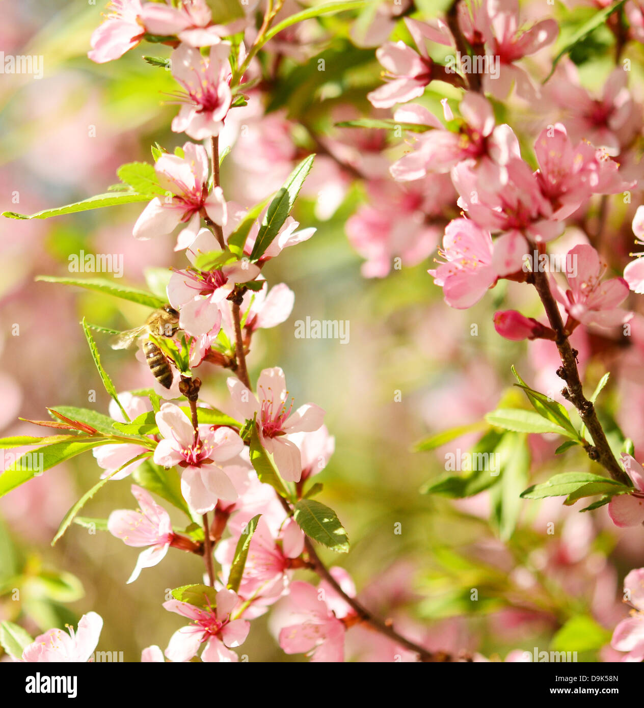 Cesta Almacenaje Blossoms Pink - Minimoi