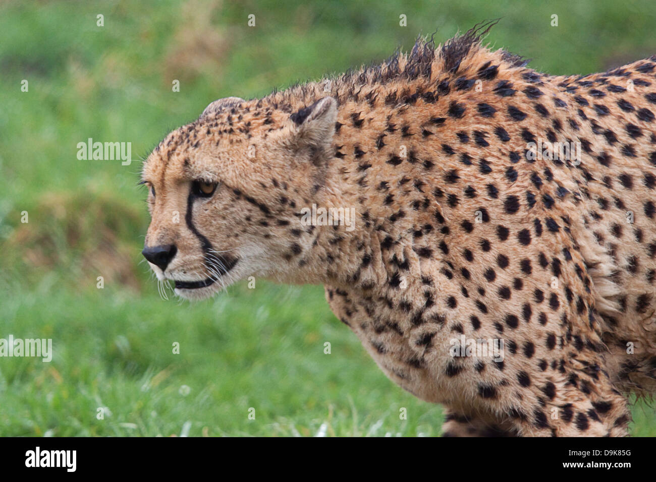 guepardo macho Foto de stock