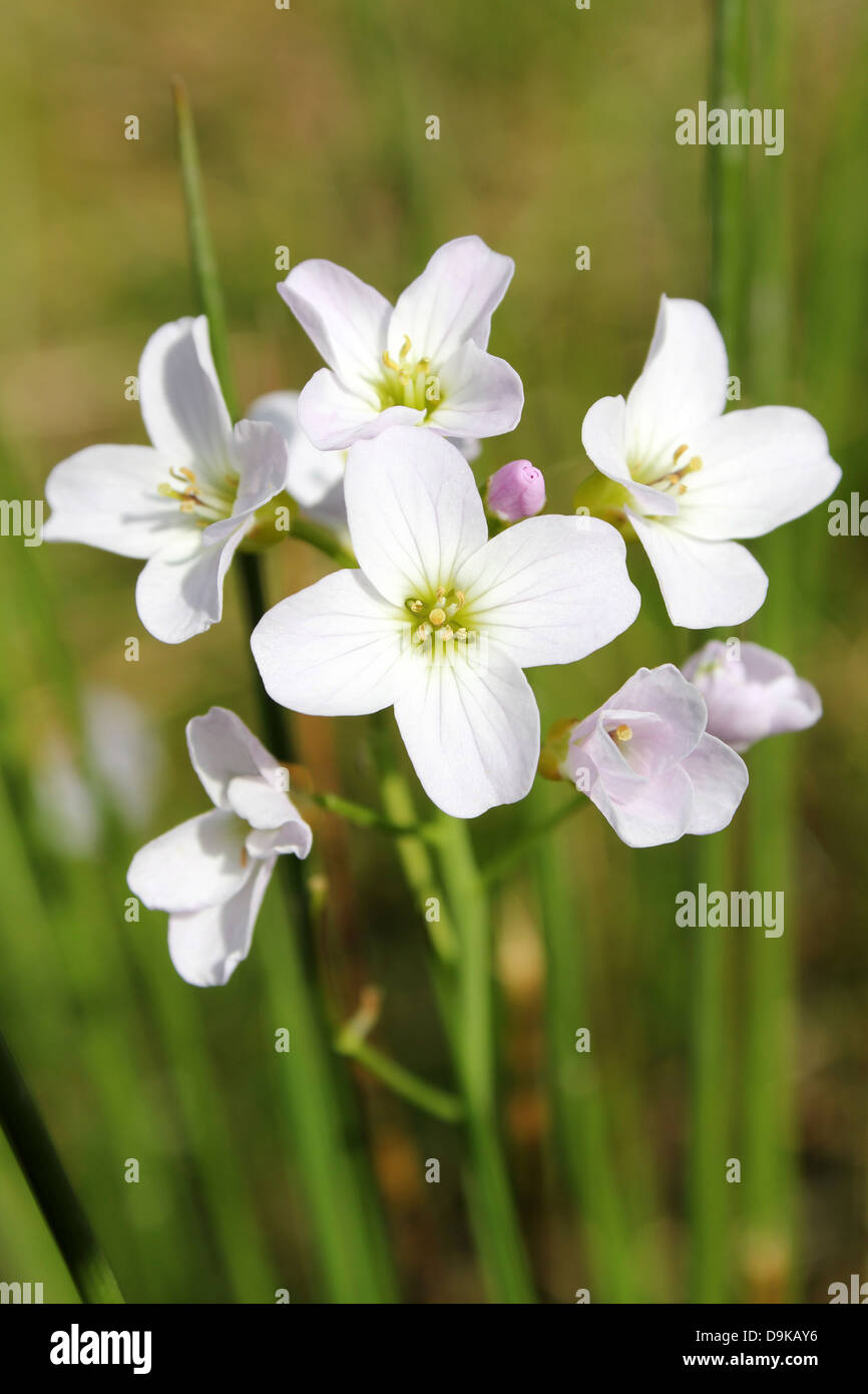 Lady's Smock o Flor de cuco Cardamine pratensis Foto de stock