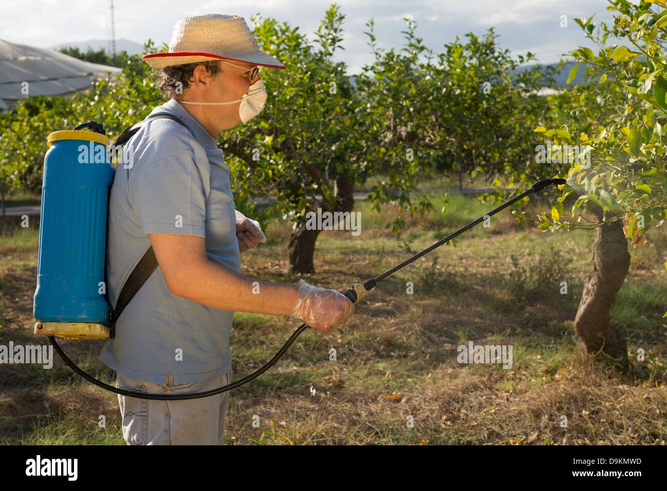 Trabajador agrícola fumigar con pesticidas sobre árboles frutales  Fotografía de stock - Alamy