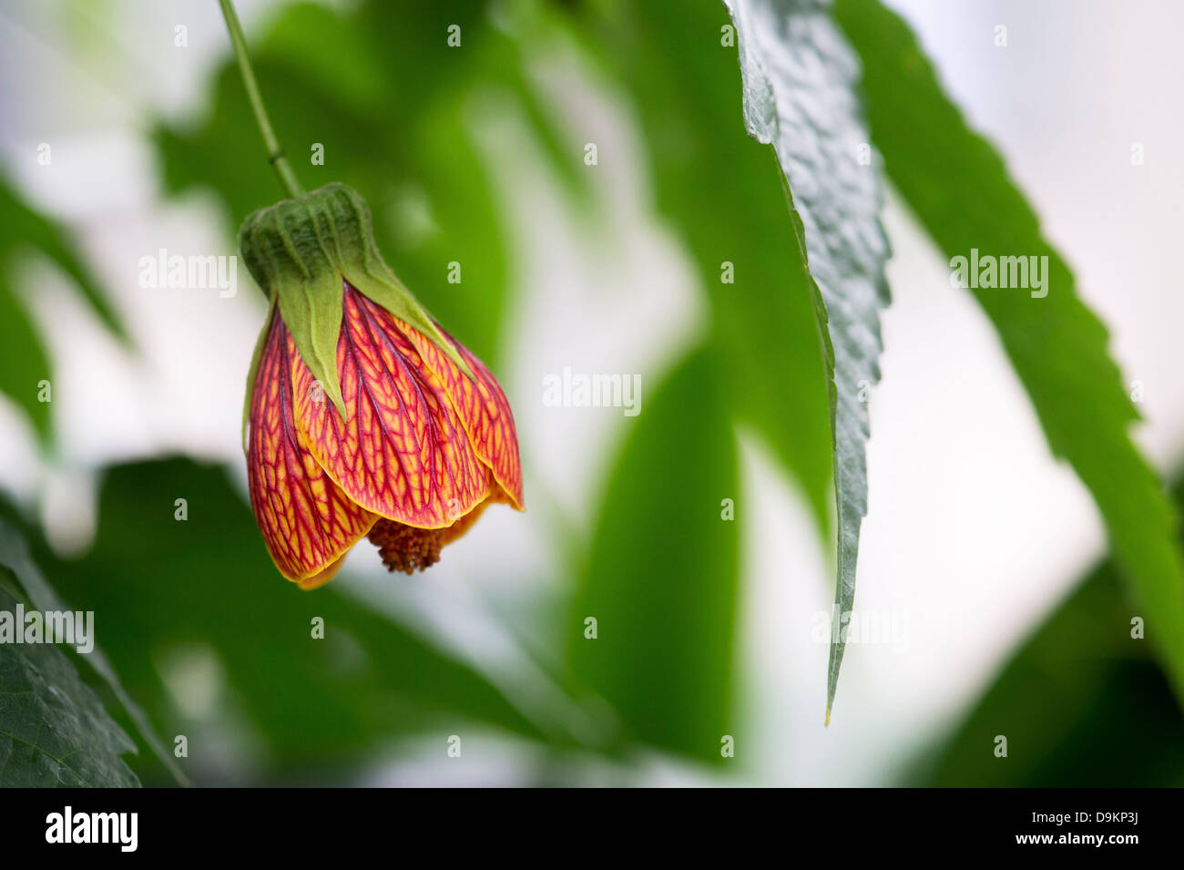 Abutilon Pictum. Abutilon Redvein / Rojo Vena Indian Mallow Foto de stock