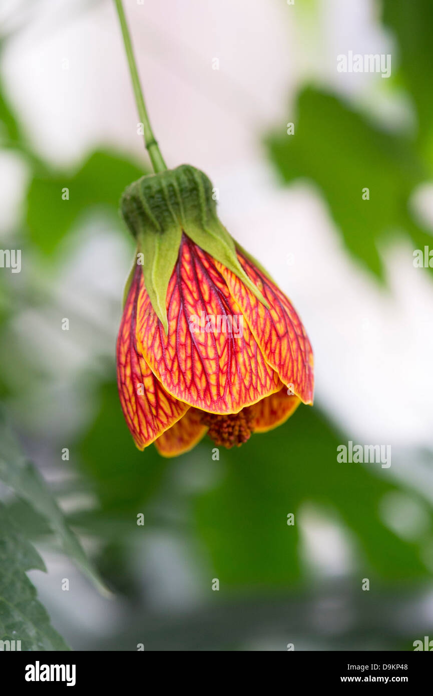 Abutilon Pictum. Abutilon Redvein / Rojo Vena Indian Mallow Foto de stock