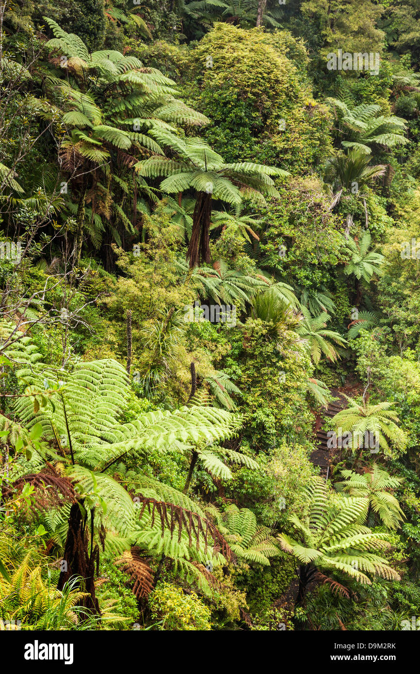 Arbusto nativo de Nueva Zelanda, Waitakere Ranges, región de Auckland. Incluye helechos arborescentes. Foto de stock