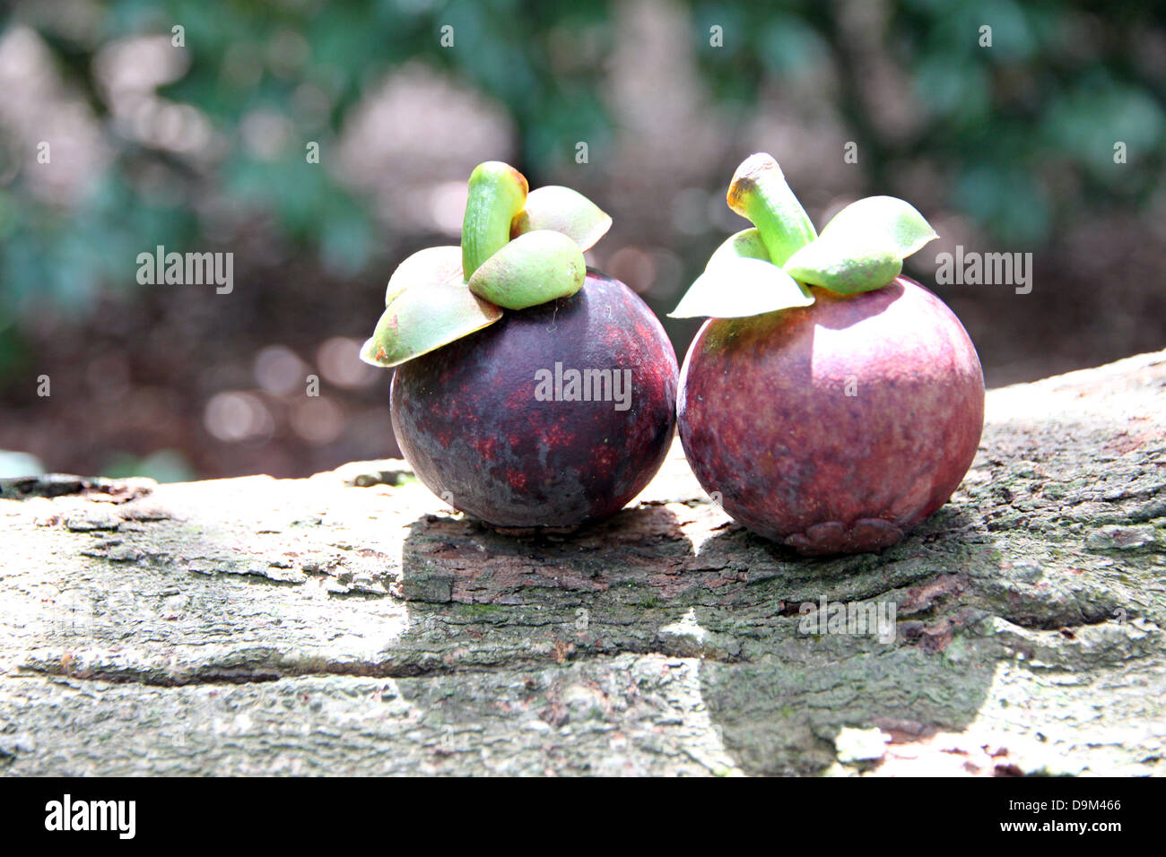 Mangostán es una fruta que tiene un sabor dulce, frutas nacionales en Tailandia. Foto de stock