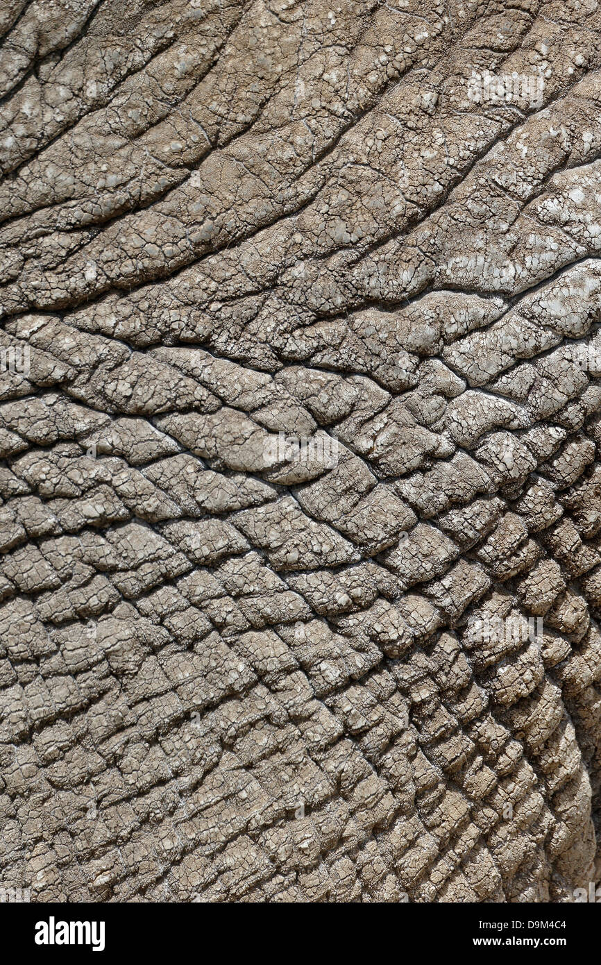 Elefante indio, Elephas maximus, cerca de la piel, cautivo, abril de 2013 Foto de stock