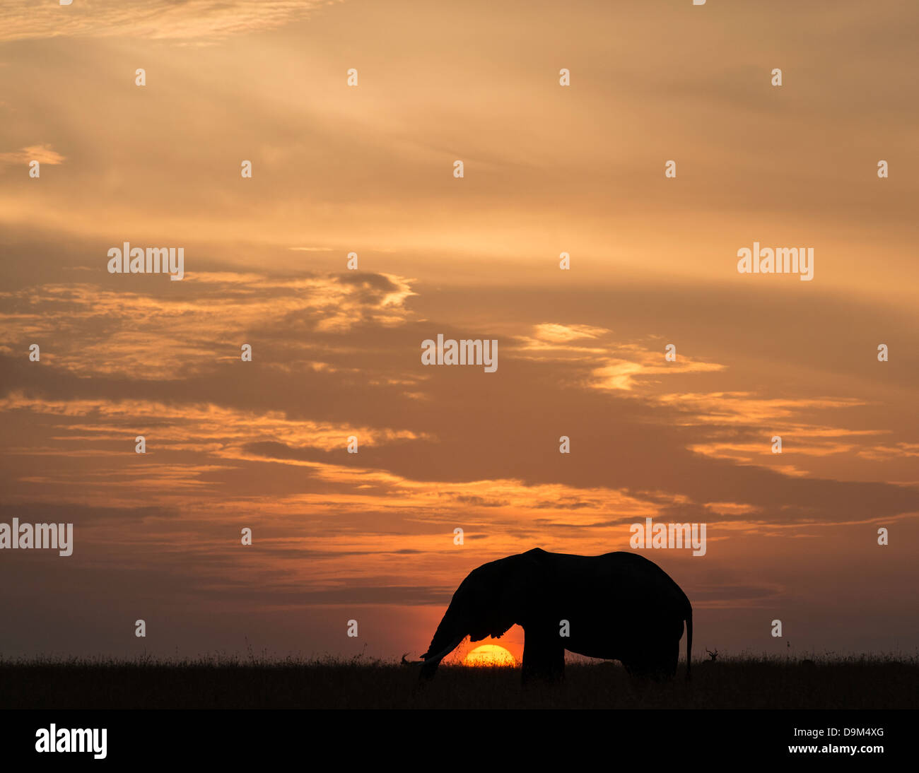 Grandes elefantes machos adultos al atardecer Kenya África Foto de stock