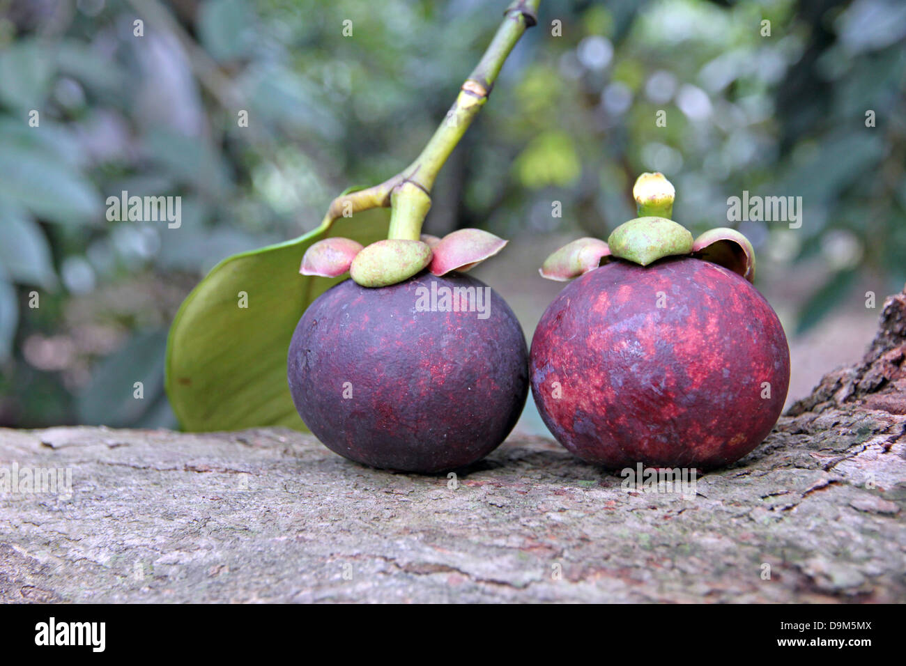 Mangostán es una fruta que tiene un sabor dulce, frutas nacionales en Tailandia. Foto de stock