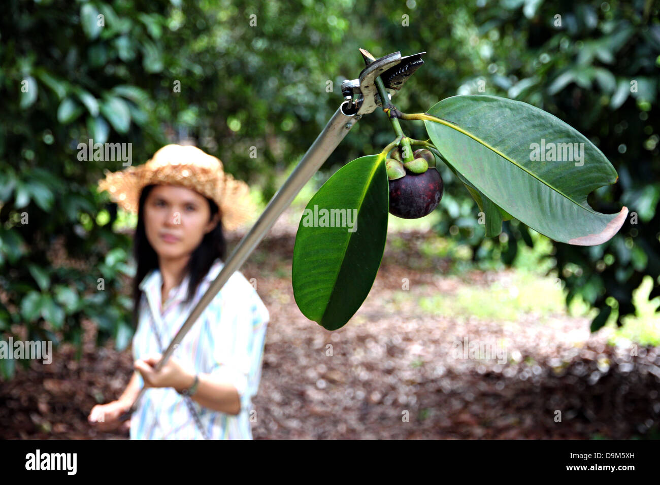 Las mujeres cosechan mangostán con tijeras,frutas nacionales en Tailandia. Foto de stock