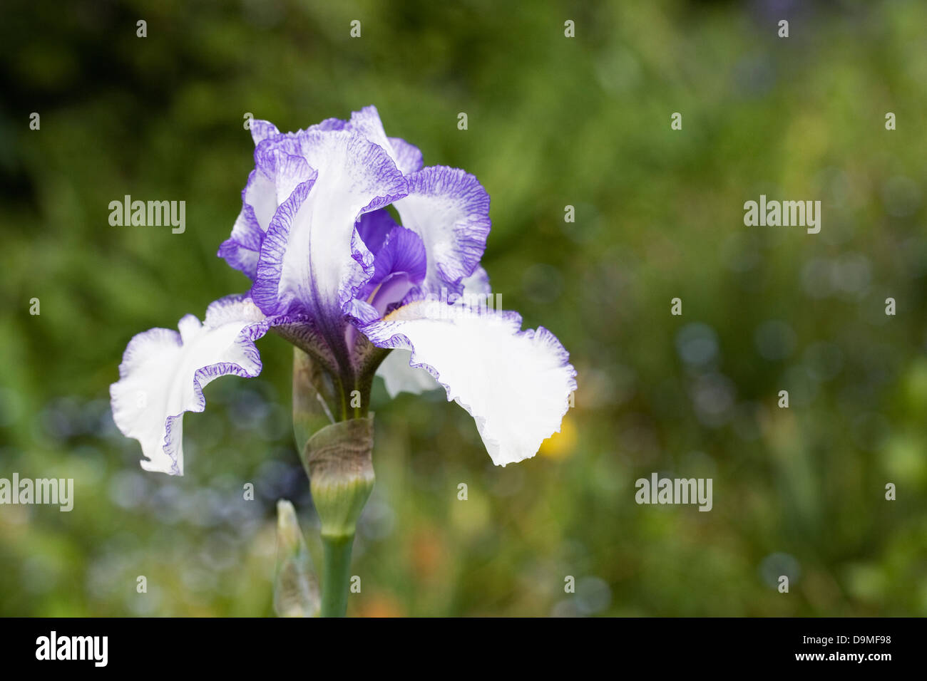 Iris barbado 'Violet' flor impalpable. Foto de stock