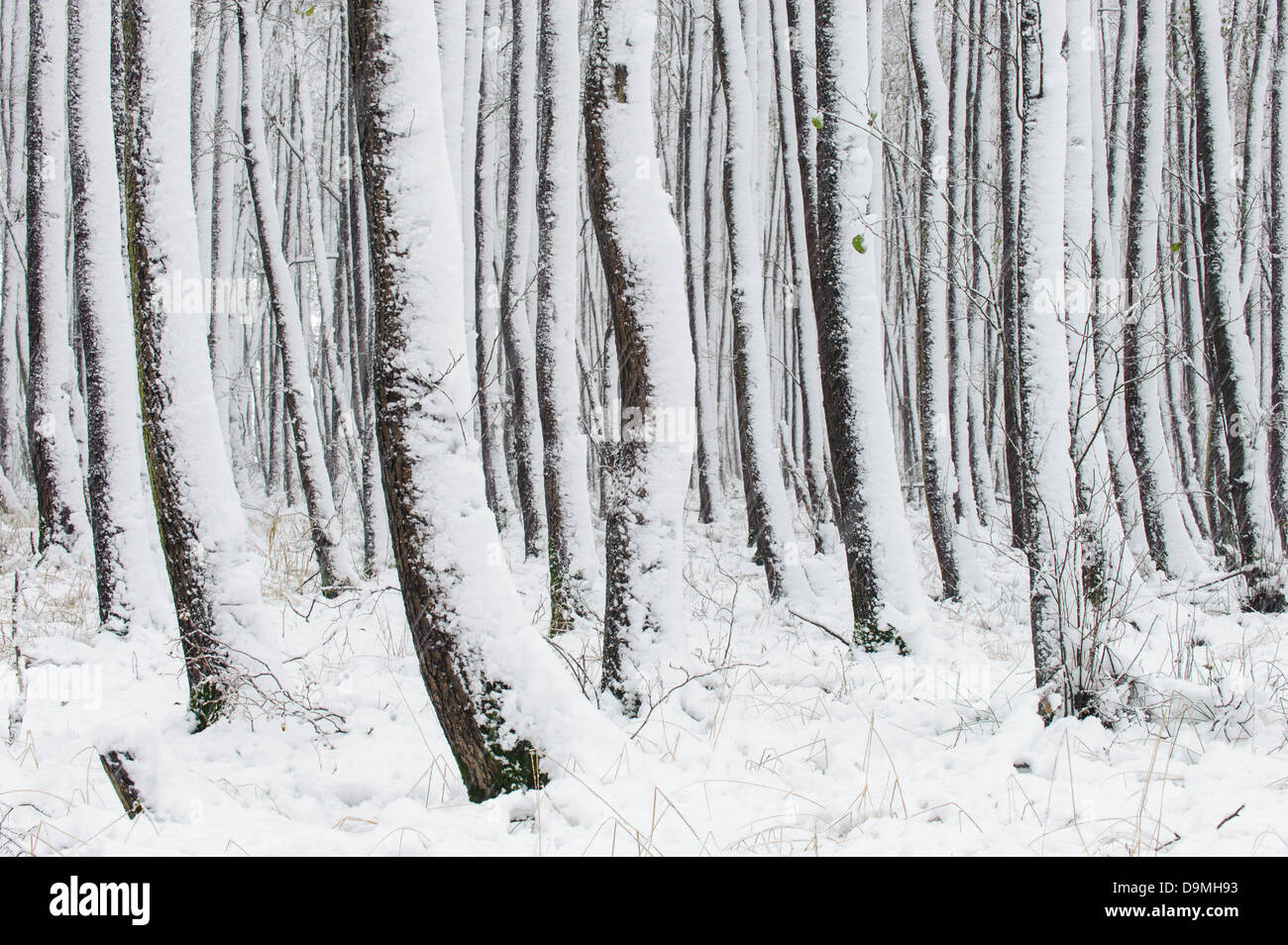 Invierno en el bosque, los árboles de troncos nieve Foto de stock