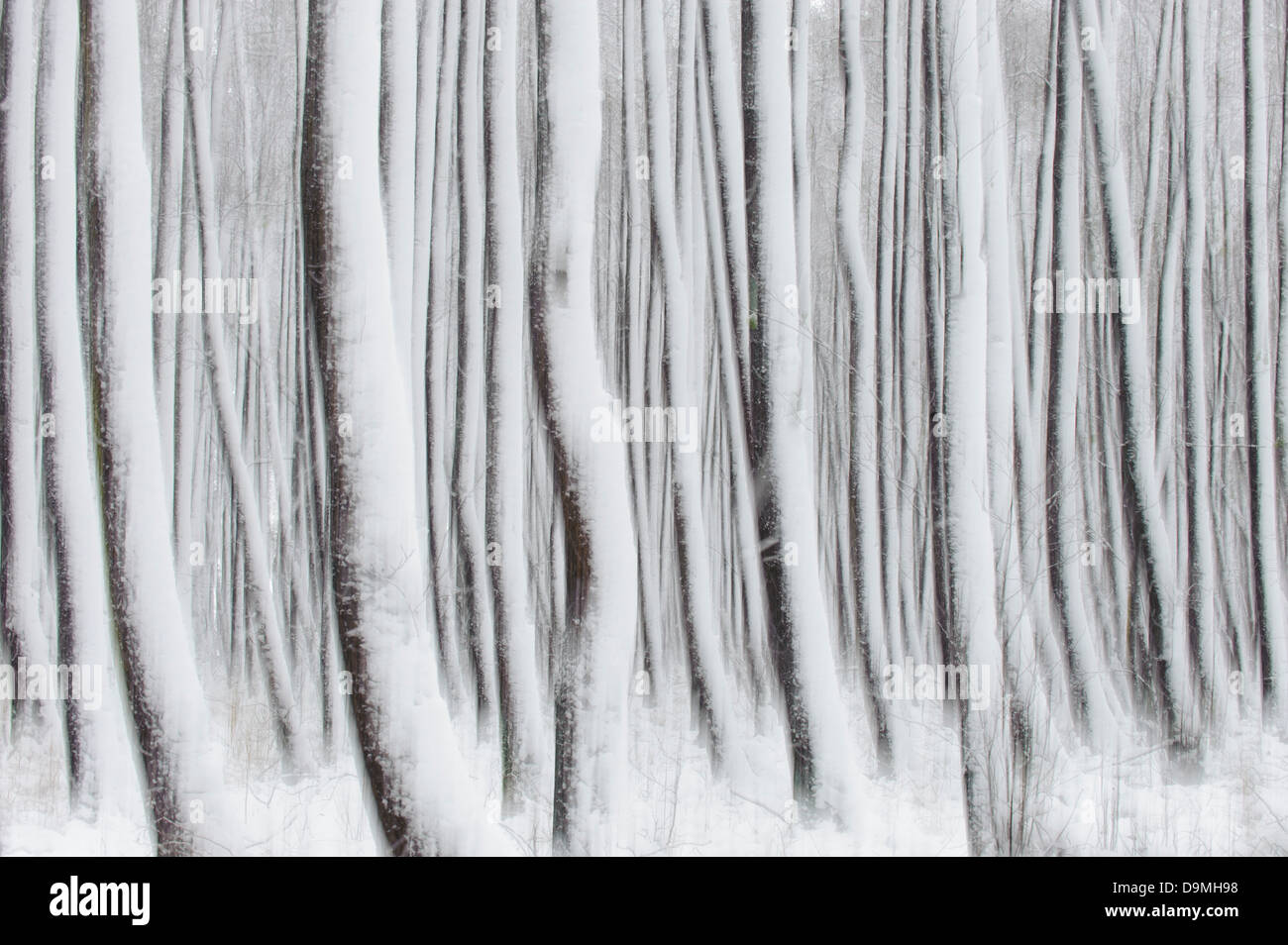 Invierno en el bosque, los árboles de troncos nieve Foto de stock