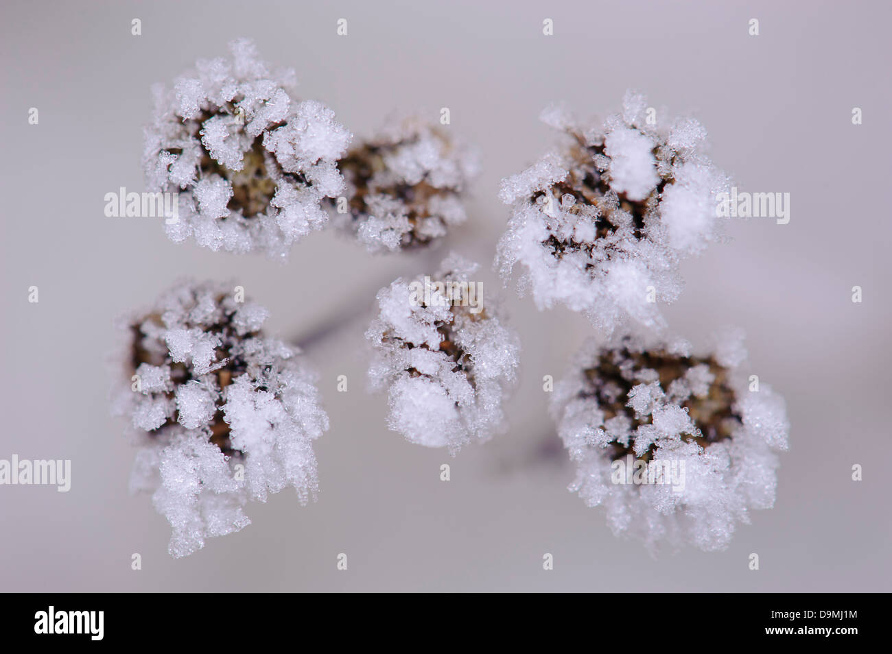 Cristales de hielo hielo margen formulario fern Syn.: Chrysanthemum vulgare Tanacetum vulgare agua invierno Foto de stock
