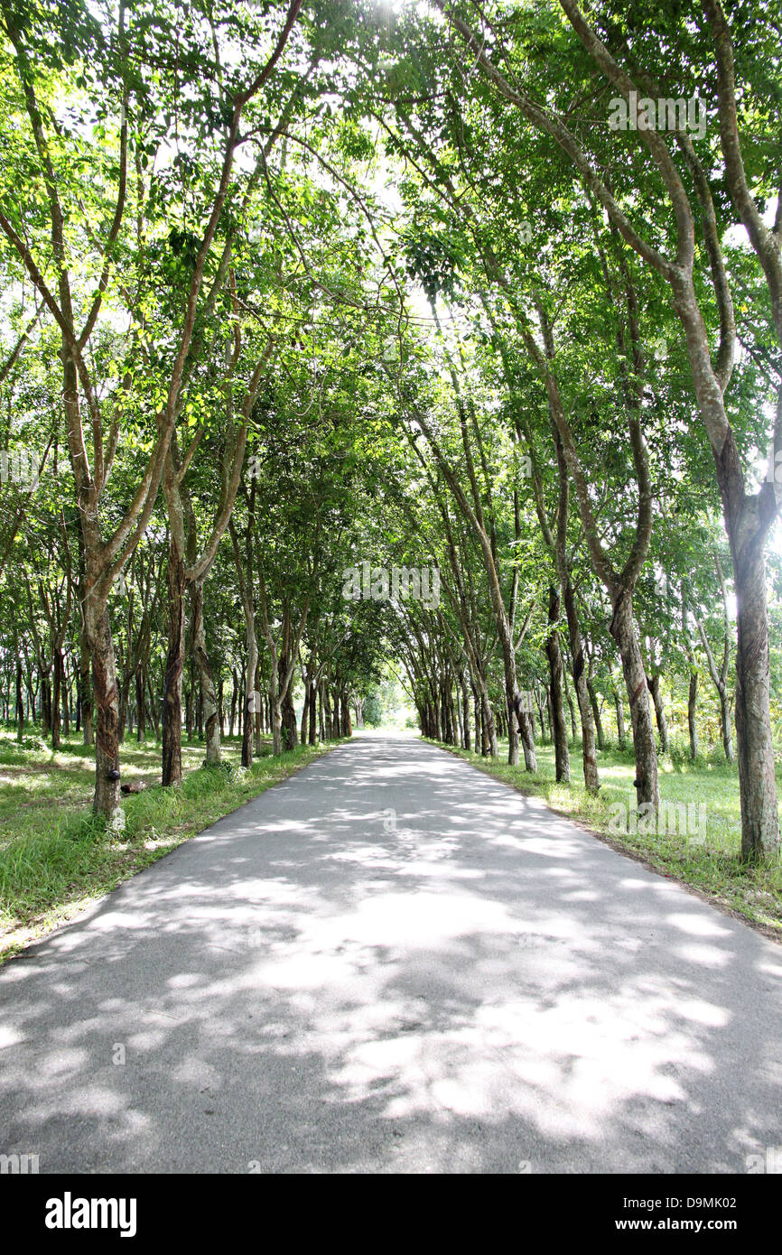 La carretera a través del parque y los árboles a ambos lados. Foto de stock