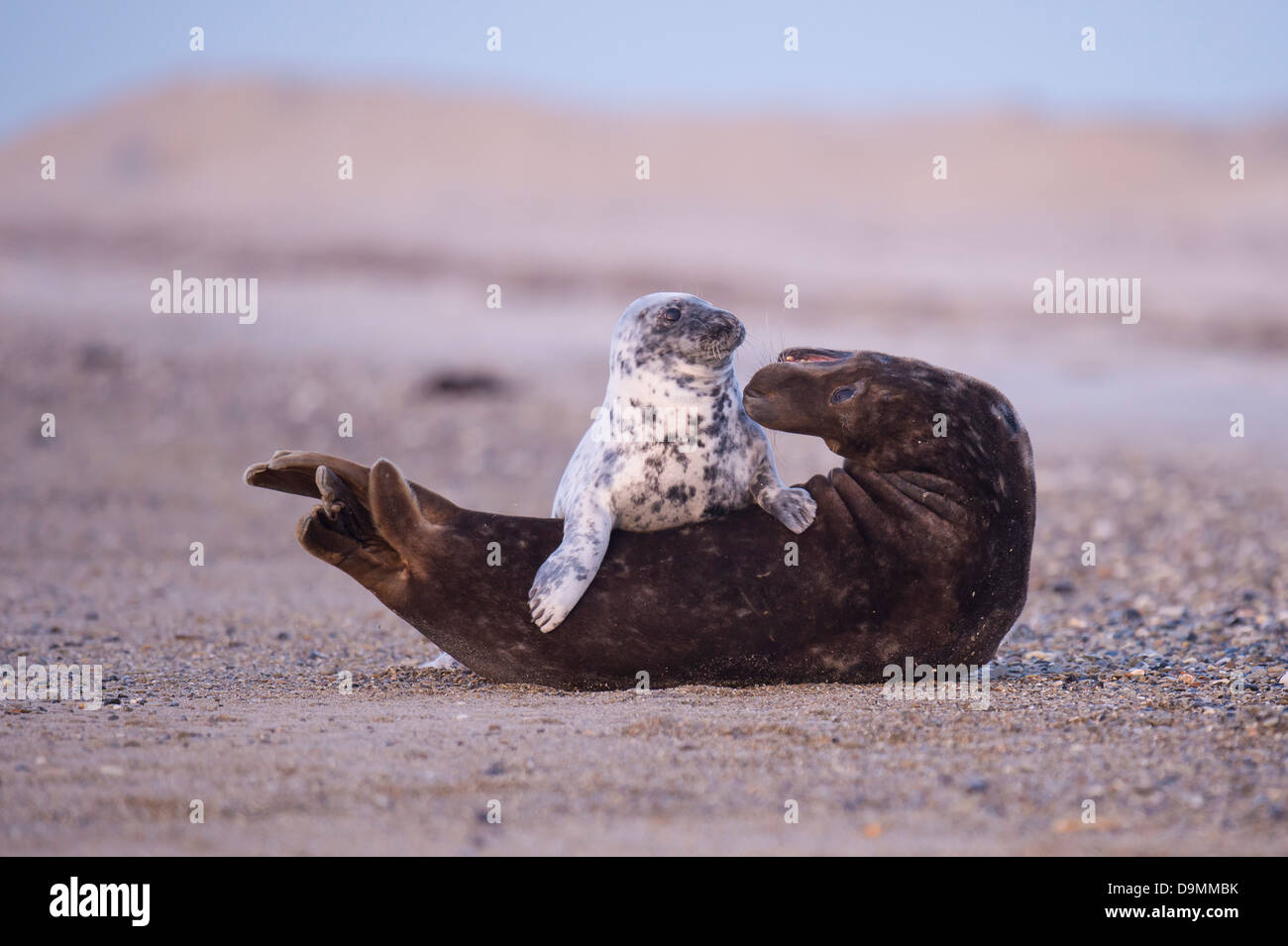 Halichoerus grypus interacción cono sello de sow criaturas focas grises jugando Foto de stock