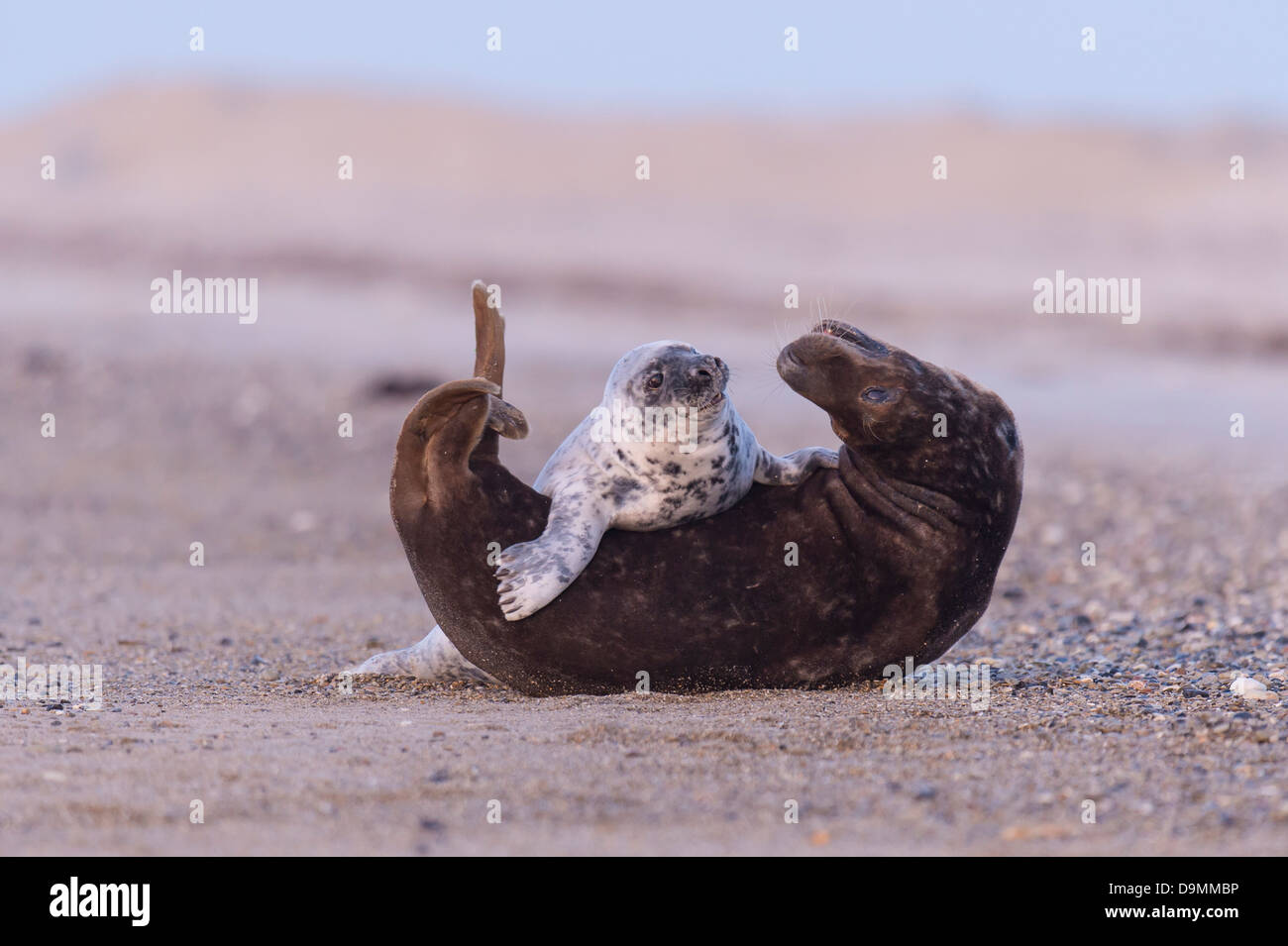 Halichoerus grypus interacción cono sello de sow criaturas focas grises jugando Foto de stock