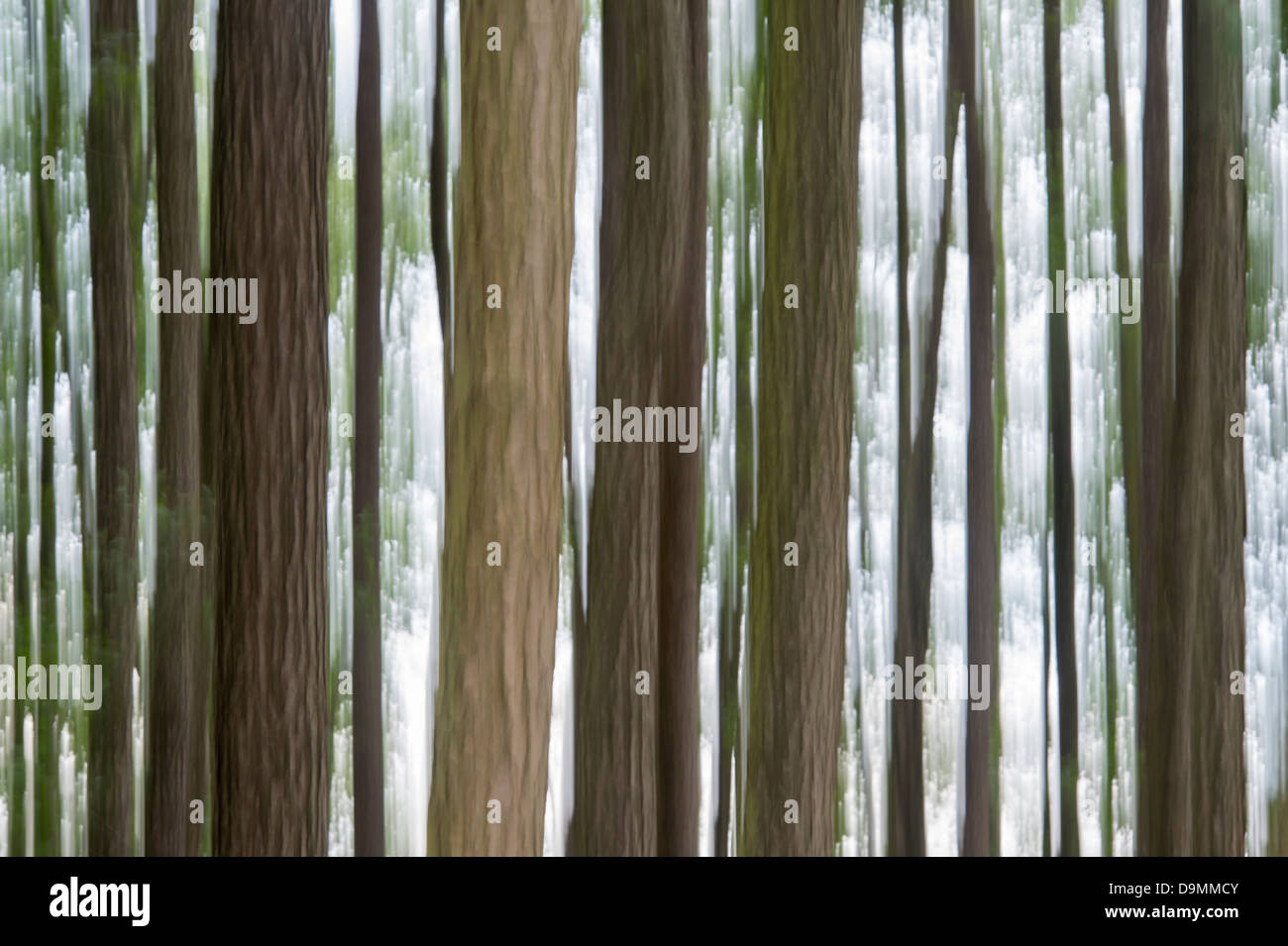 Árbol, árboles, abstracto, madera, motion blur Foto de stock