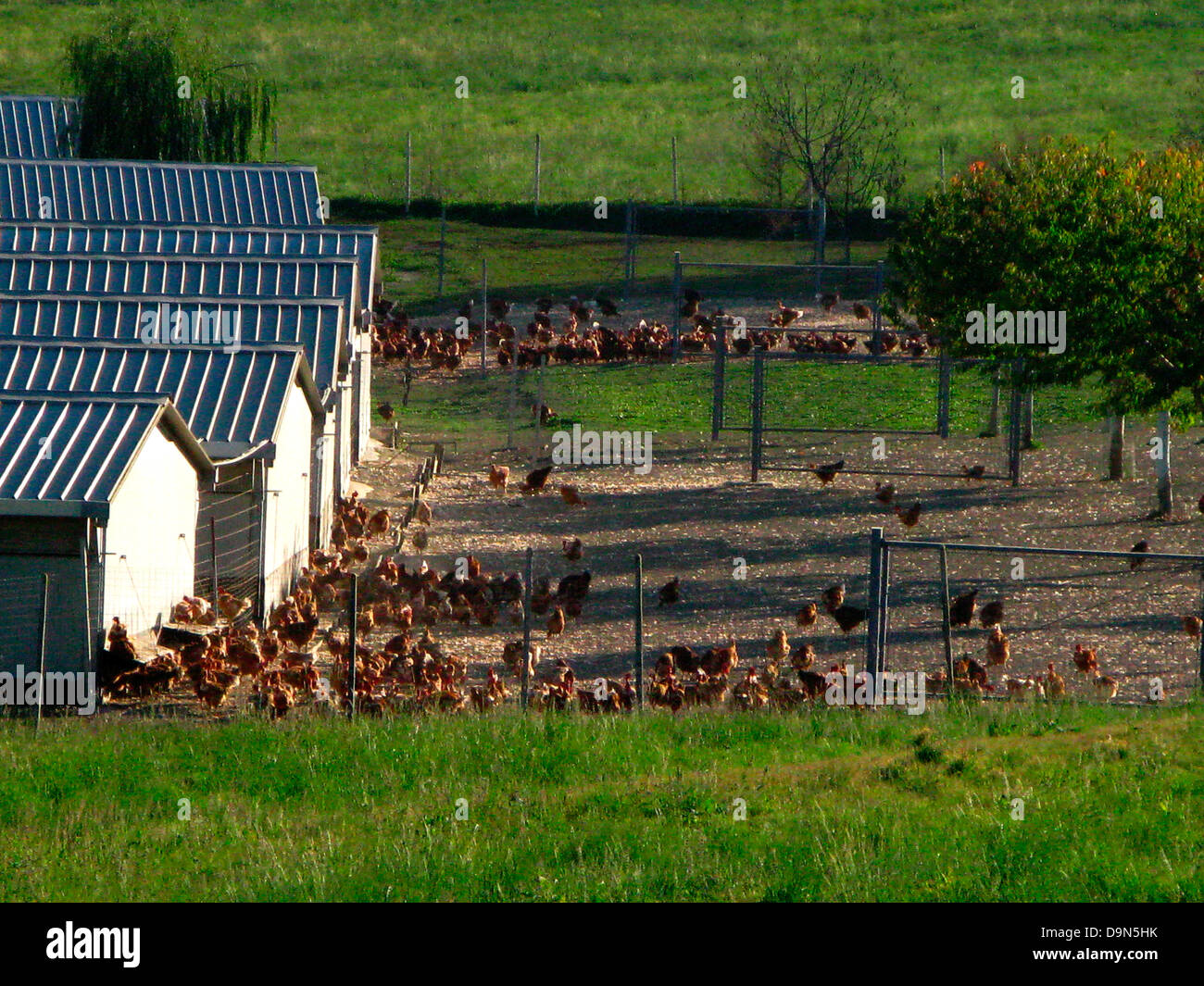 Cría de pollo,Monferrato, Piamonte, Italia Foto de stock