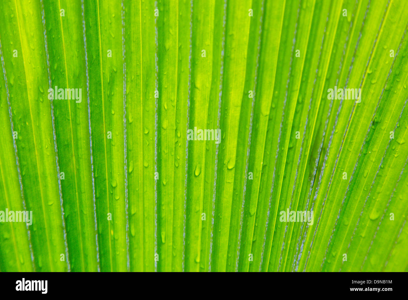 Cerrar detalle de frondas de palma con gotas de agua Foto de stock