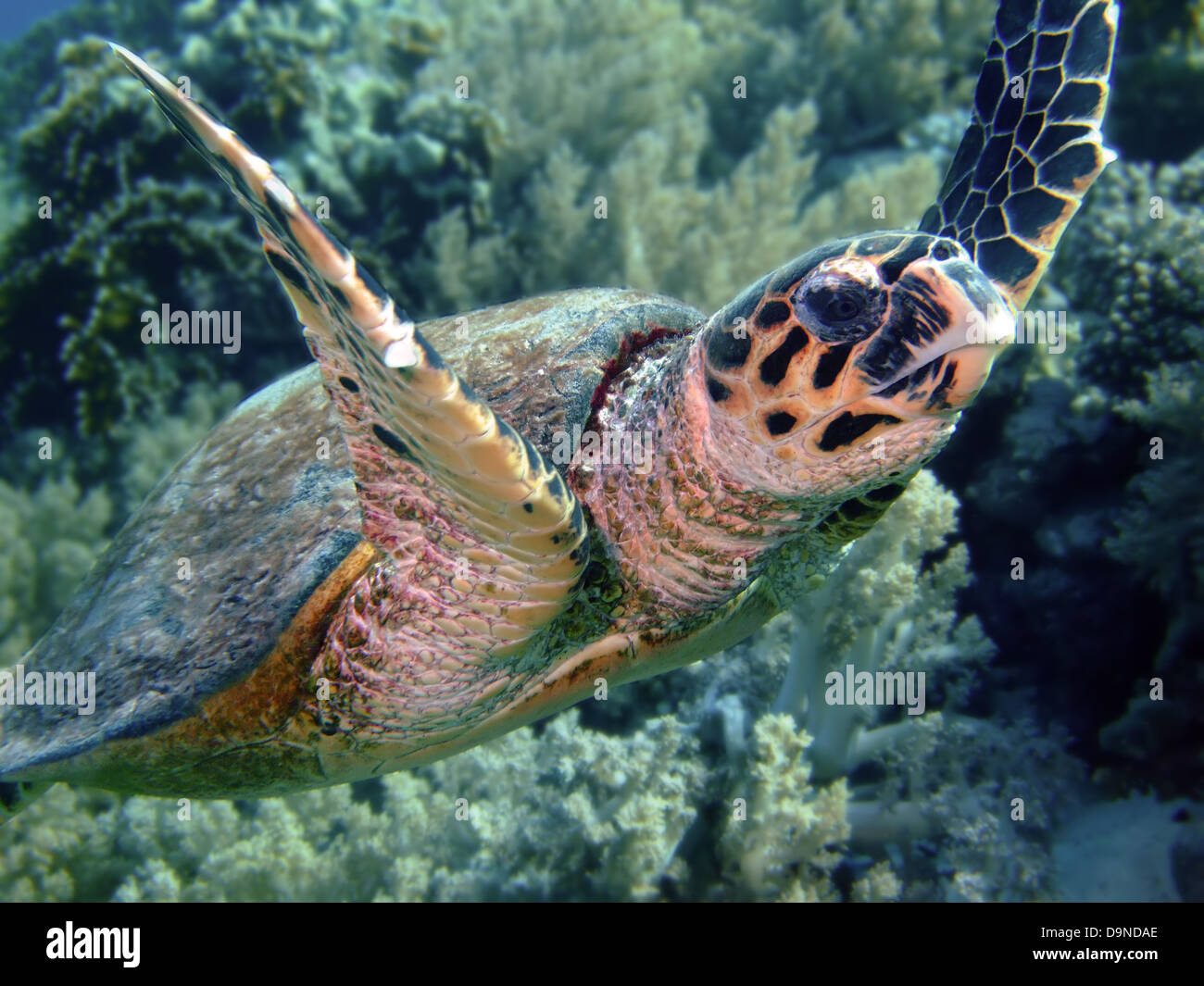 La tortuga carey (Eretmochelys imbricata) Foto de stock