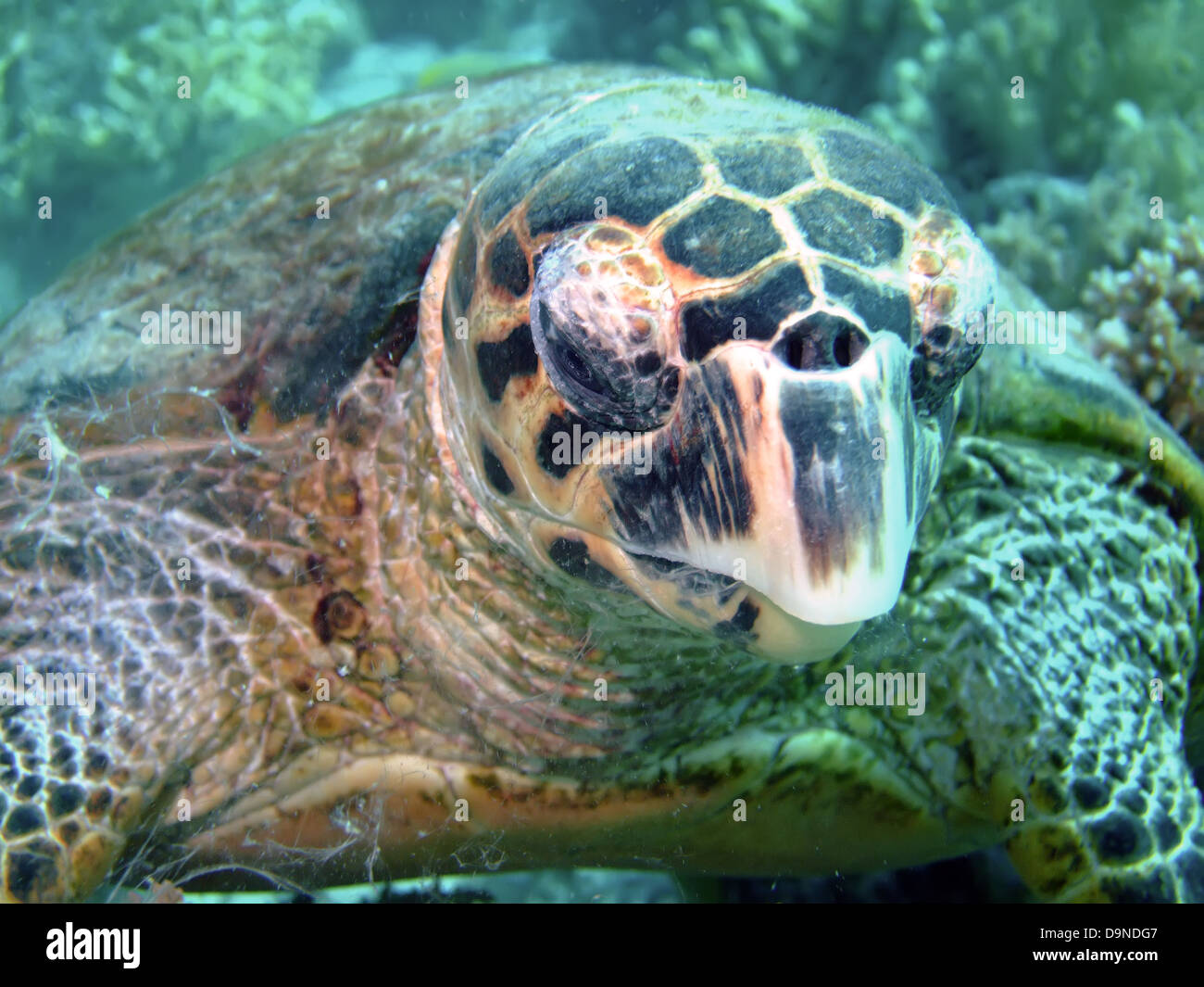 La tortuga carey (Eretmochelys imbricata) Foto de stock