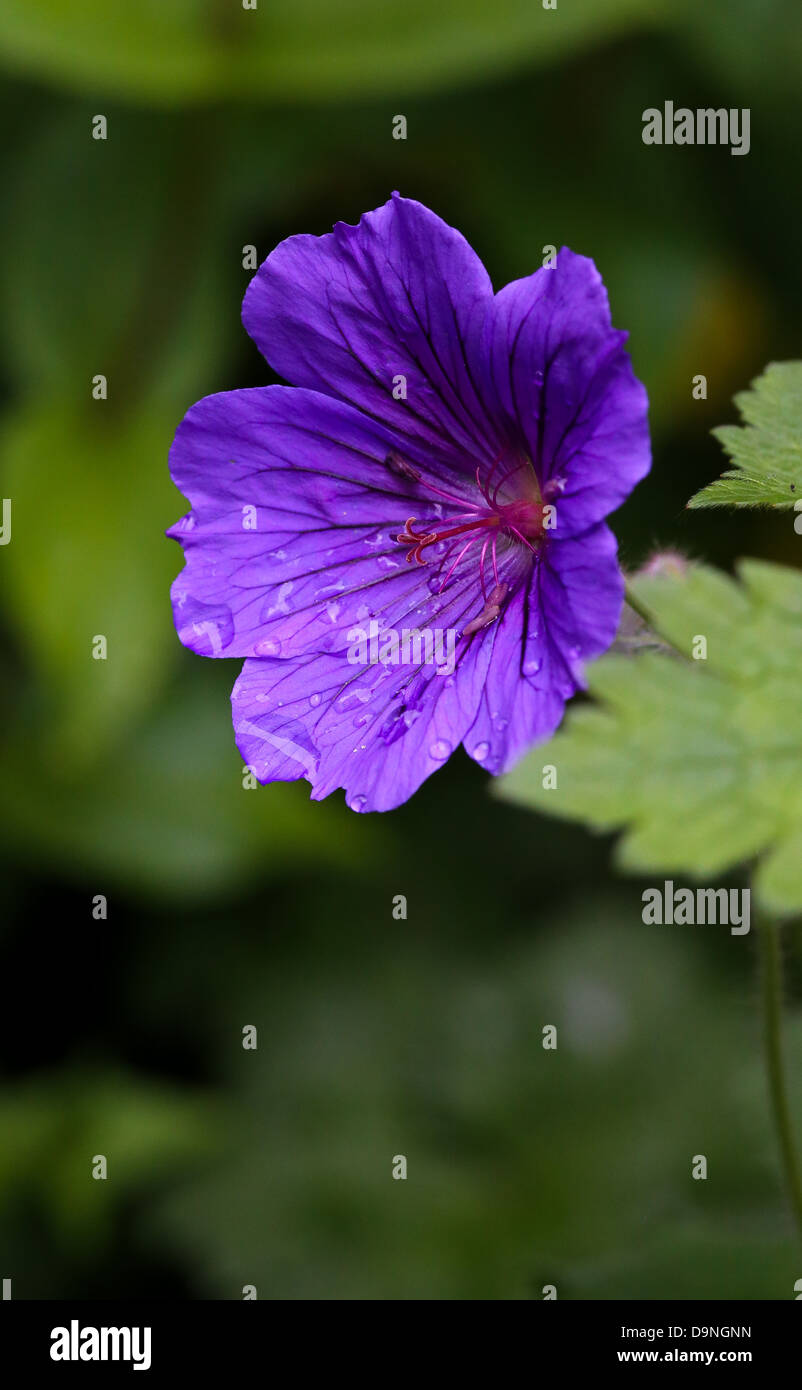 Endres fotografías e imágenes de alta resolución - Página 4 - Alamy