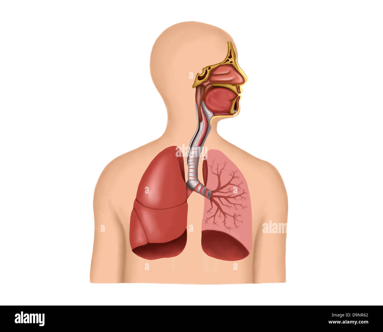 Anatomía del sistema respiratorio humano. Foto de stock
