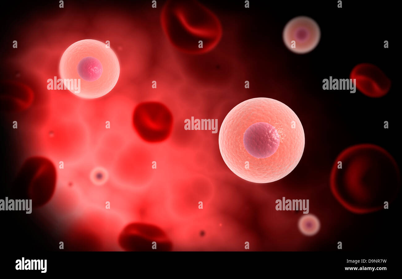 Vista microscópica de células plasmáticas dentro del vaso sanguíneo. Foto de stock