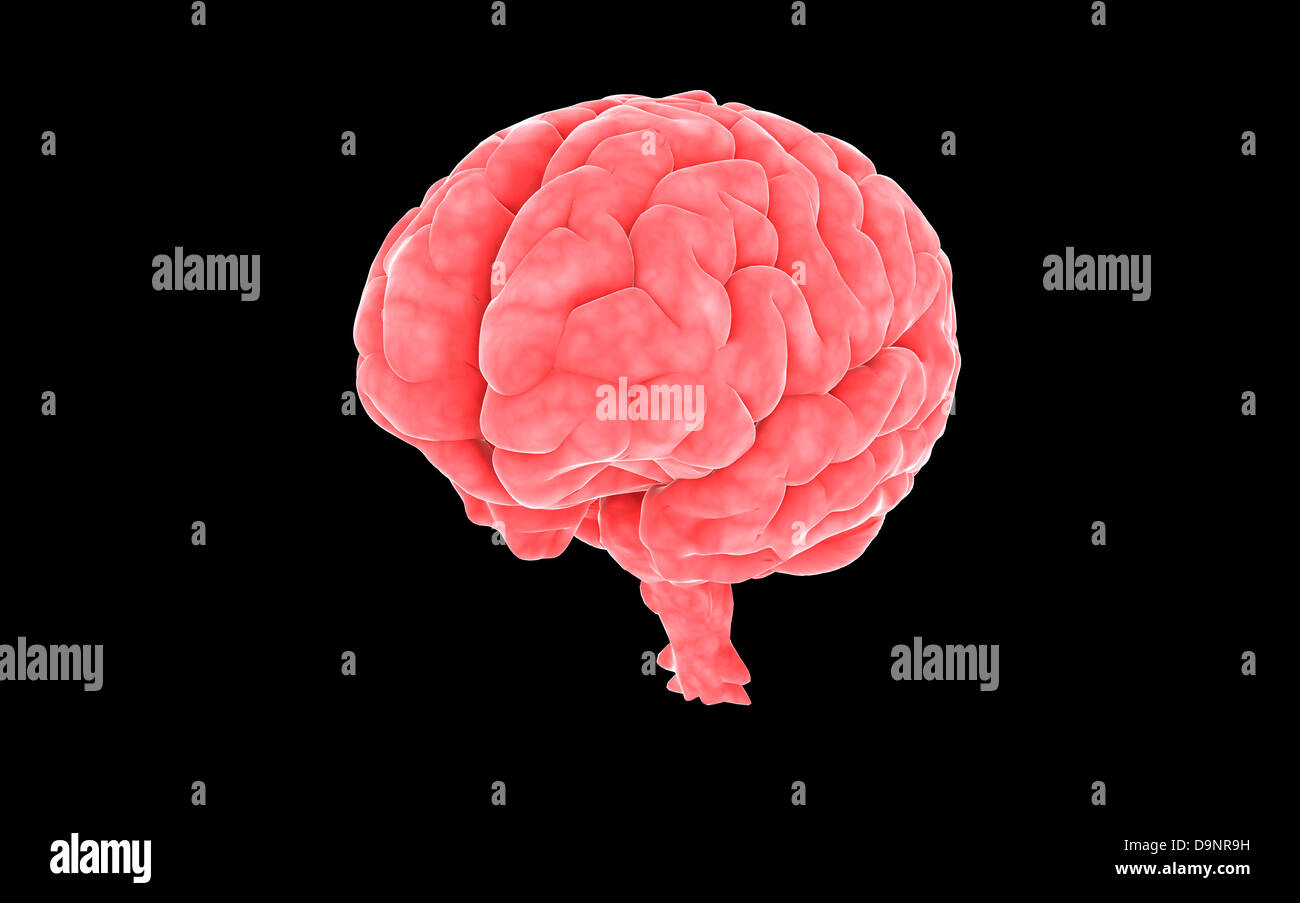 Imagen conceptual del cerebro humano. Foto de stock