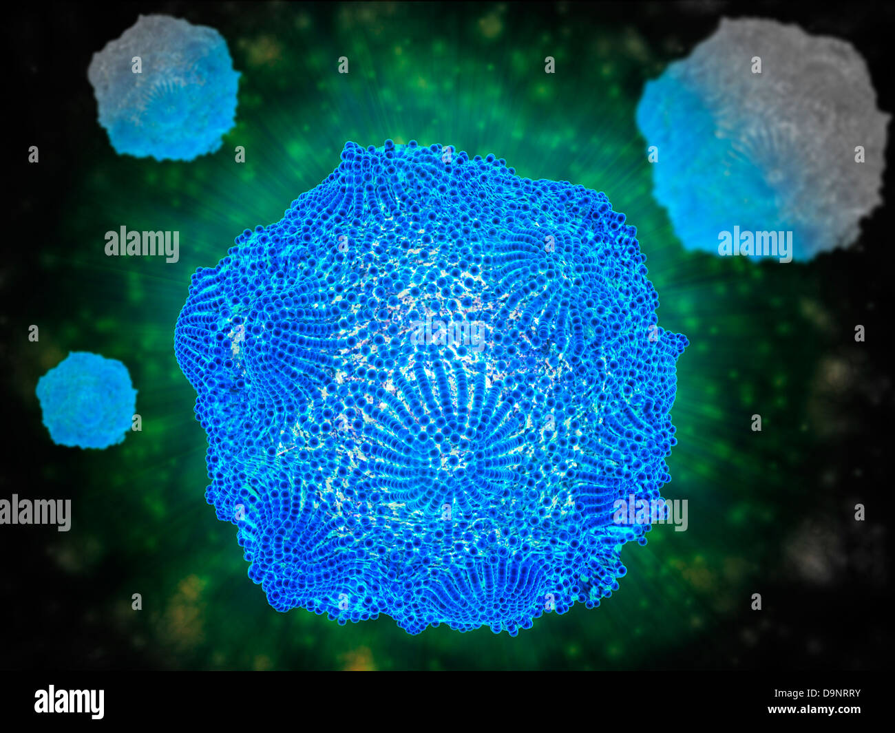 Parvovirus canino fotografías e imágenes de alta resolución - Alamy