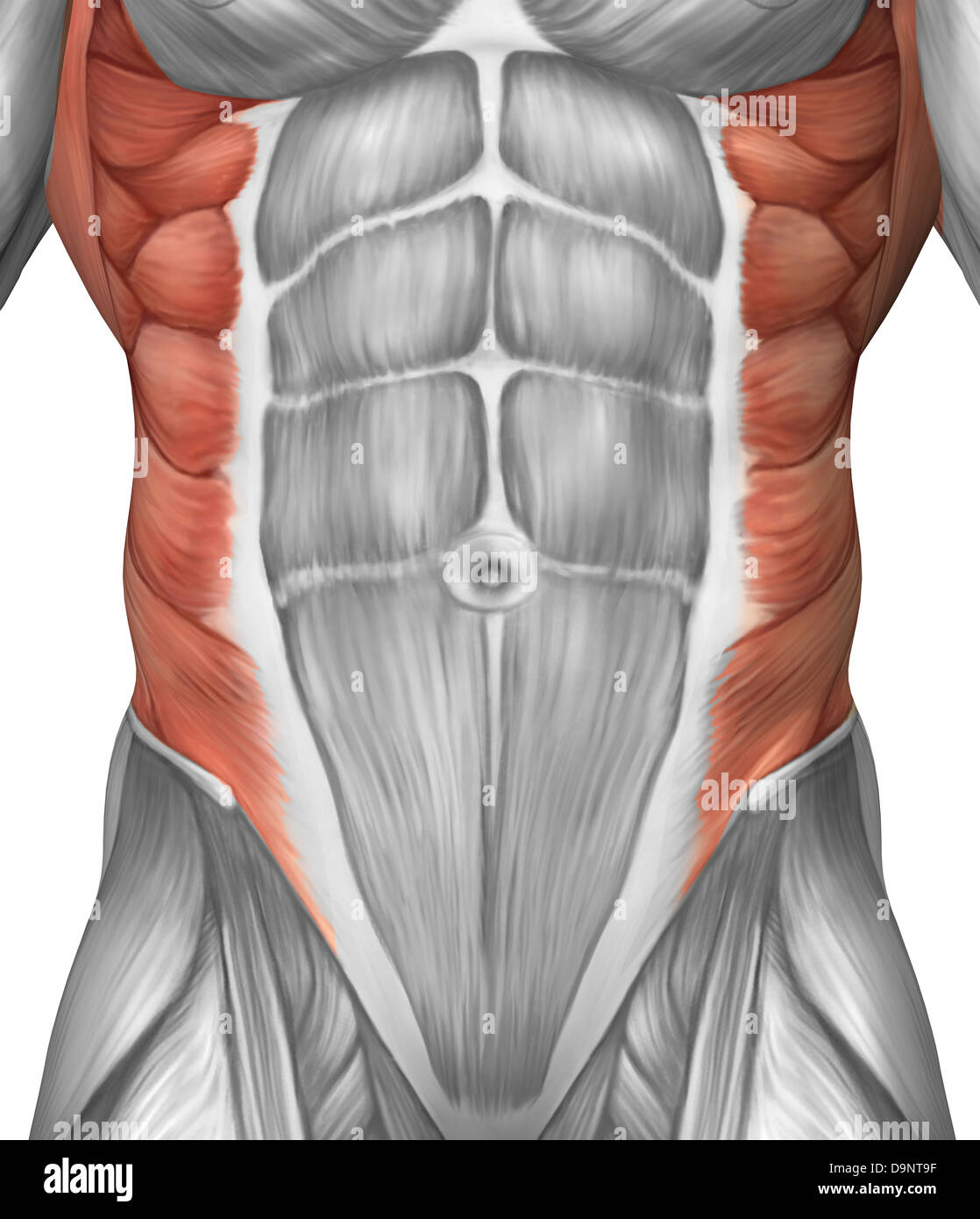 Masculina anatomía del músculo de la pared abdominal Fotografía de stock -  Alamy
