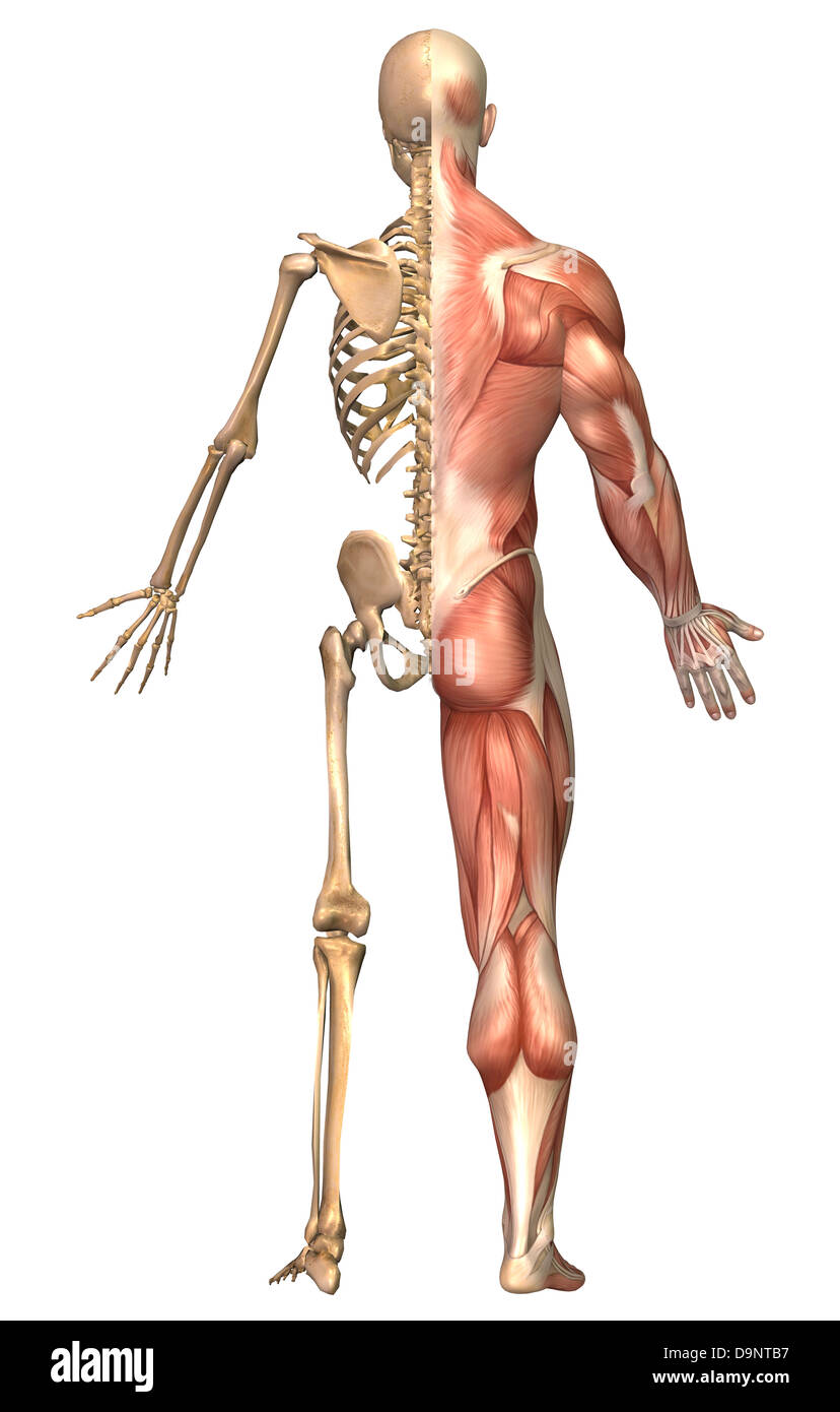 Ilustración médica del esqueleto humano y el sistema muscular, vista posterior. Foto de stock