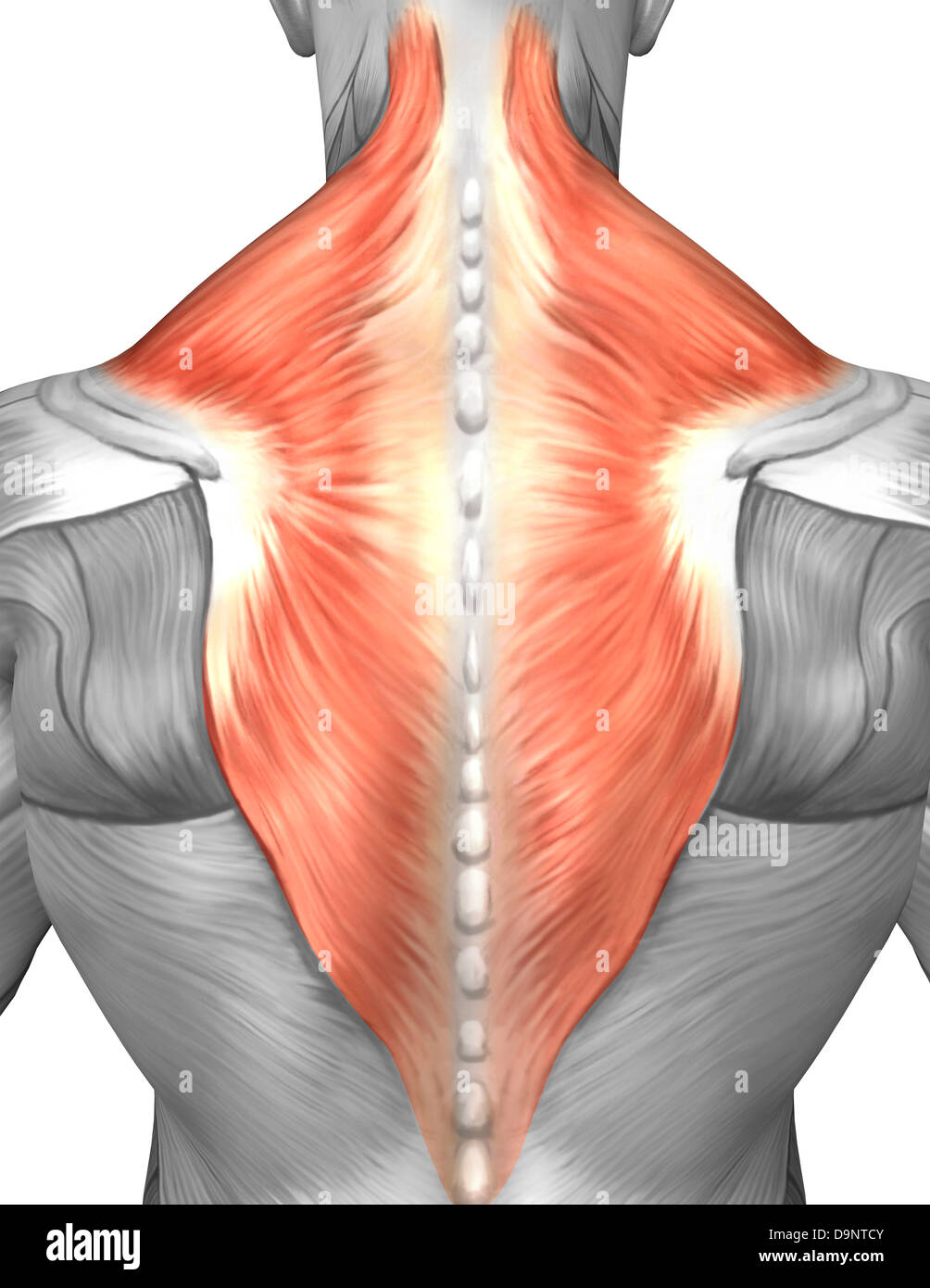 Los músculos de la espalda y el cuello (músculo splenius capitis, trapecio  músculo Fotografía de stock - Alamy