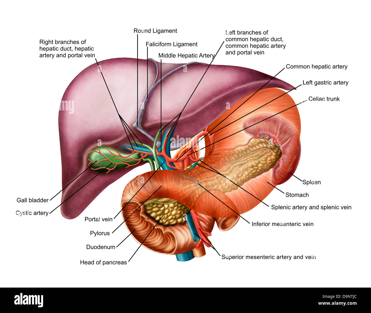 Anatomía del hígado, antero-vista visceral. Foto de stock
