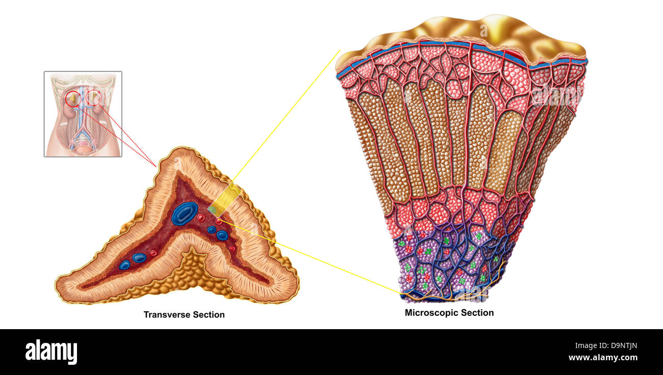Anatomía de la glándula suprarrenal, de sección transversal Fotografía de  stock - Alamy