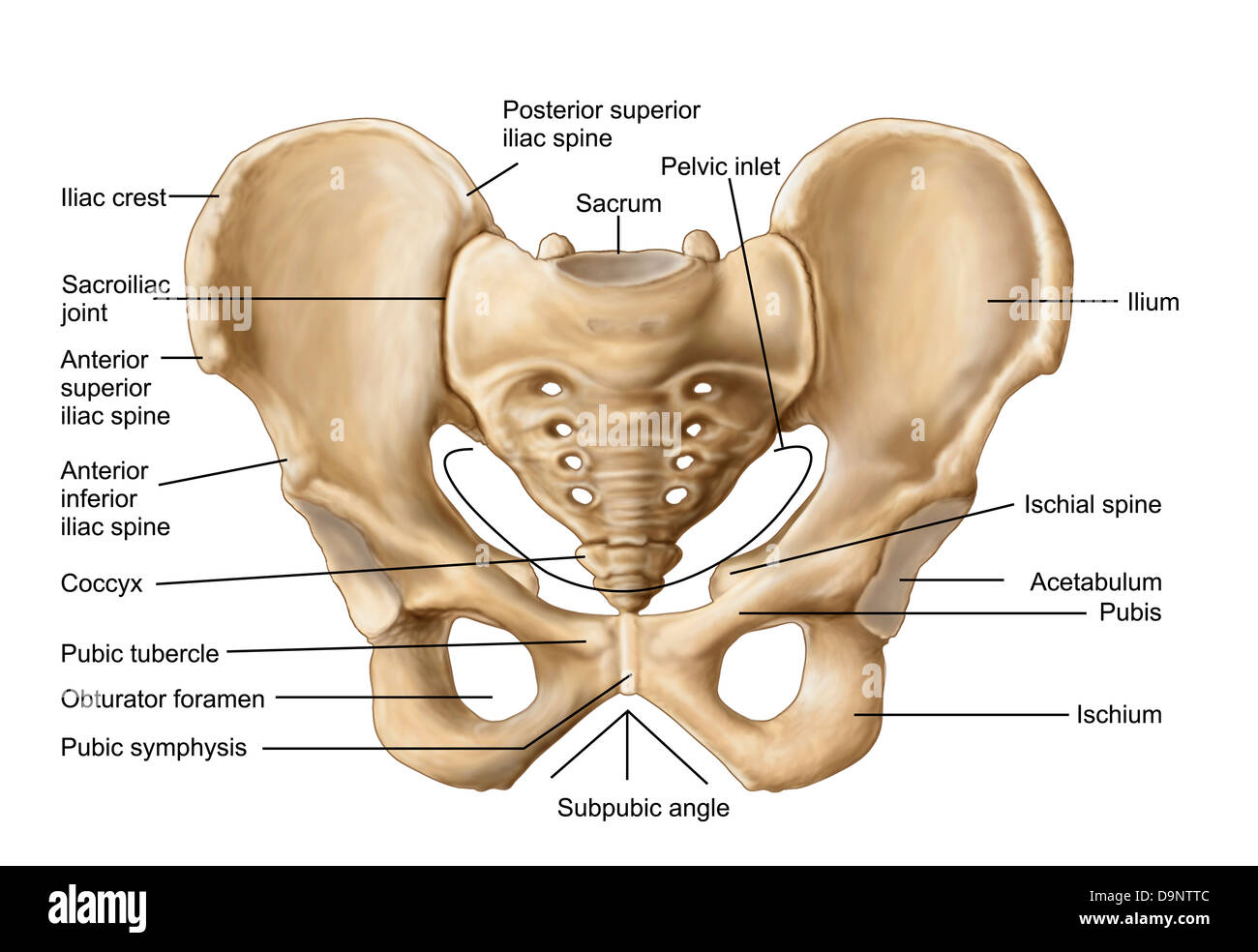 Anatomía de los huesos de la pelvis humana. Foto de stock