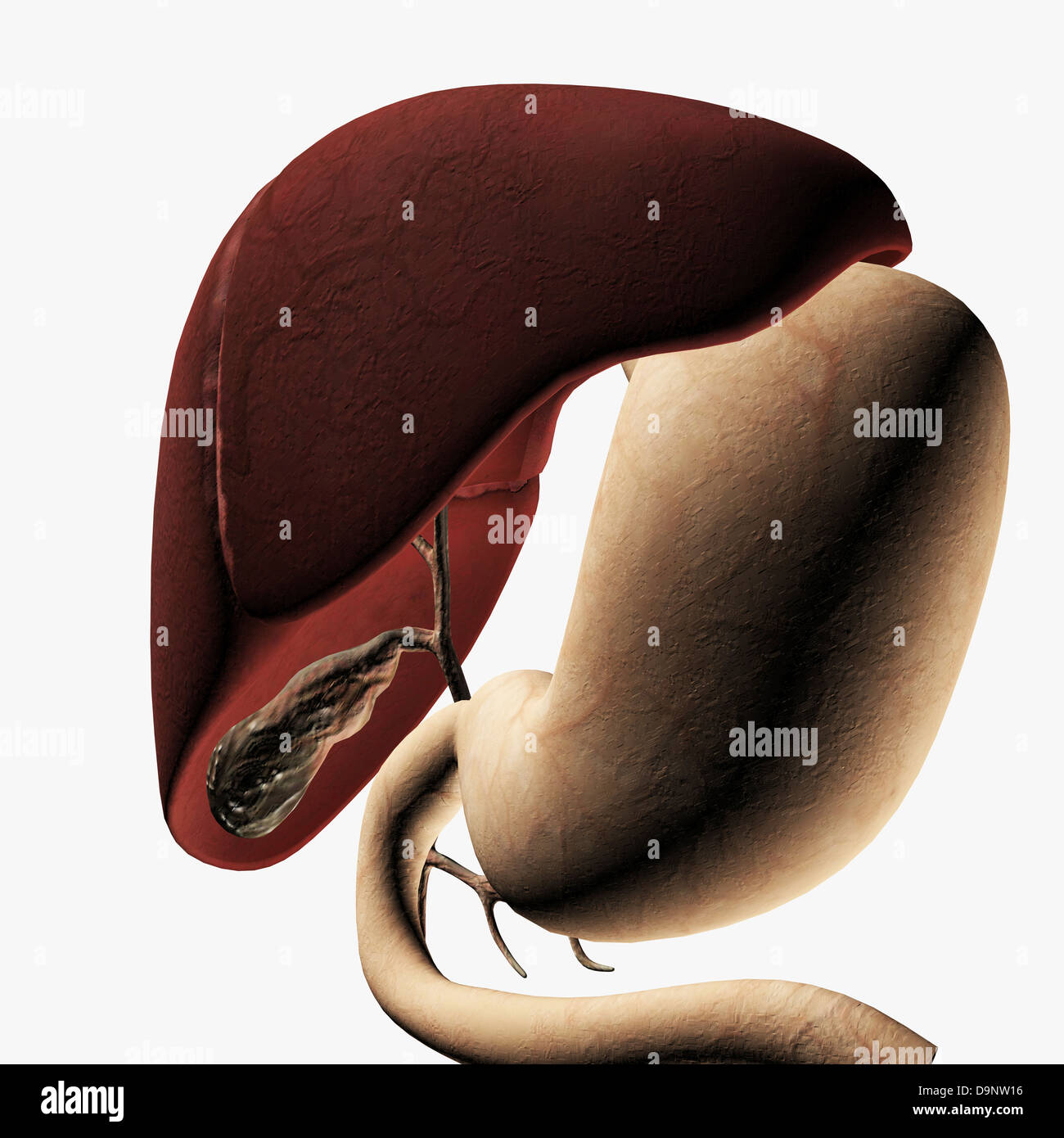 Ilustración médica del hígado y estómago, vista tridimensional