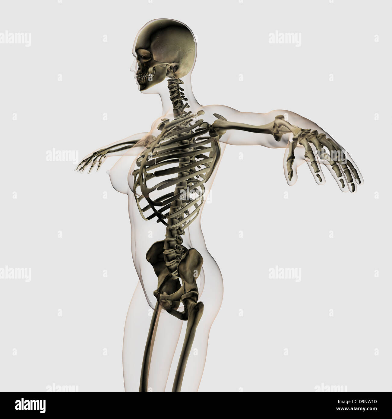 Vista tridimensional del esqueleto femenino. Foto de stock