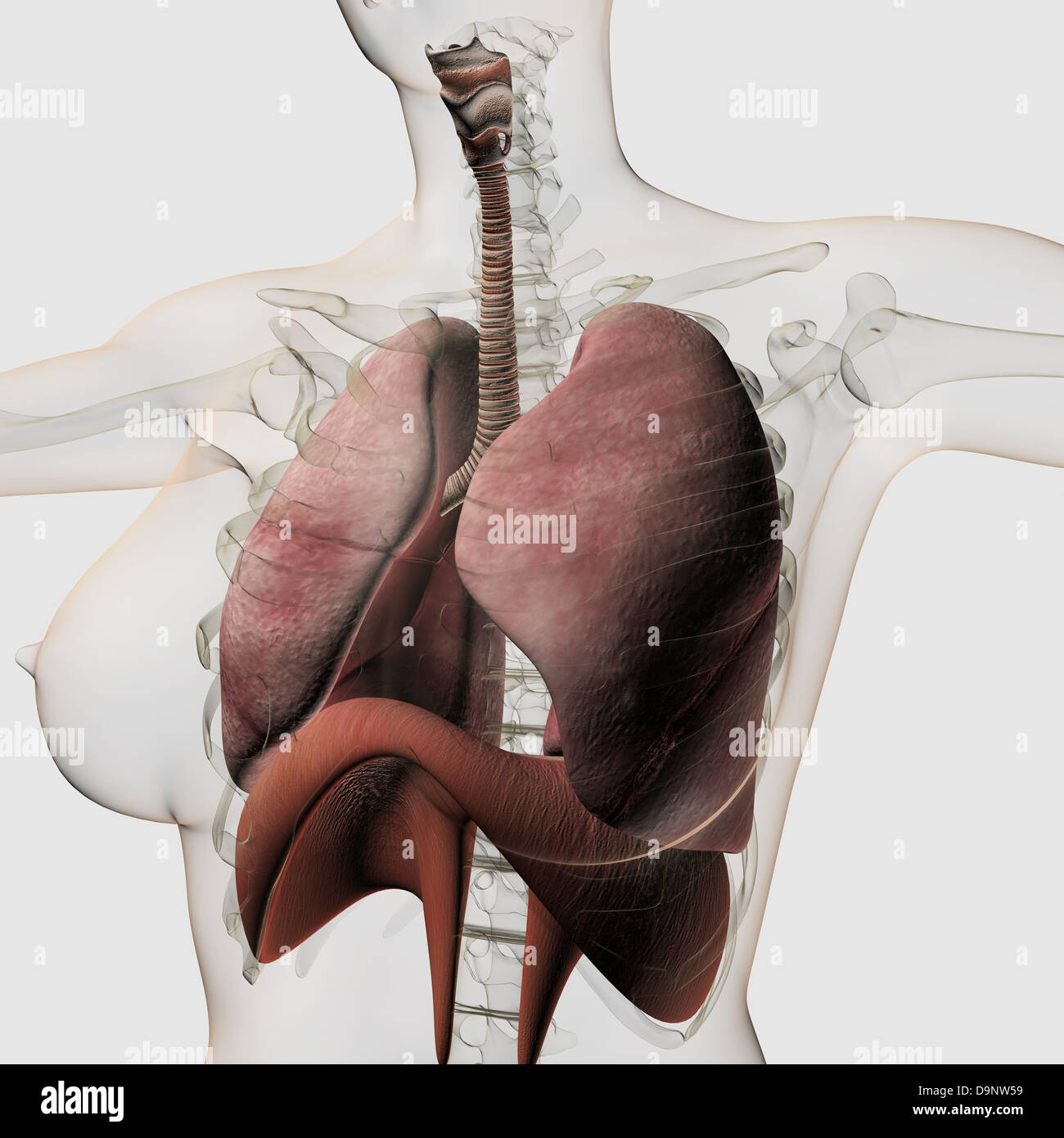 Vista tridimensional de la hembra del sistema respiratorio, cerca. Foto de stock