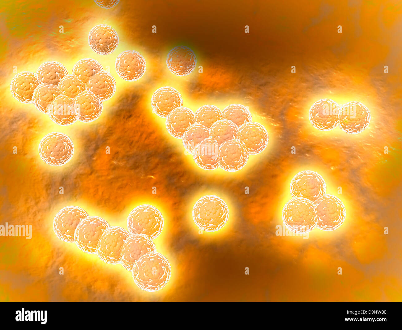 Vista microscópica de Staphylococcus aureus meticilino-resistente. Foto de stock