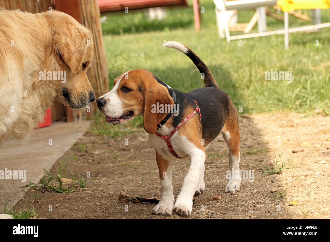 Problema Hay una tendencia falta Jóvenes de raza Beagle jugando con golden retriever en el patio Fotografía  de stock - Alamy